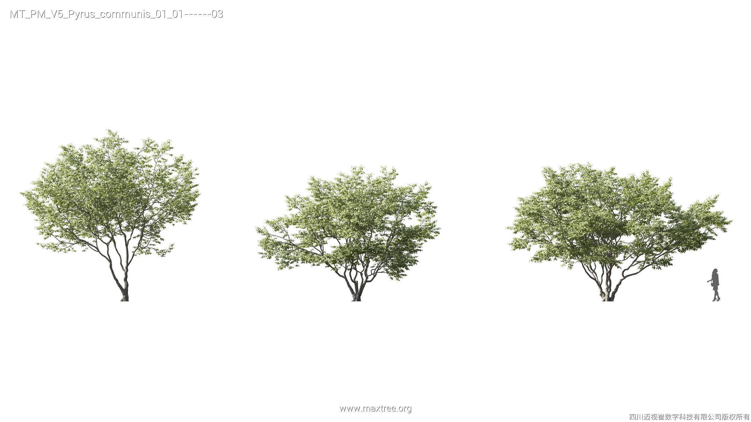 Maxtree Plant Models Vol 5 - Mesh 3D model_18