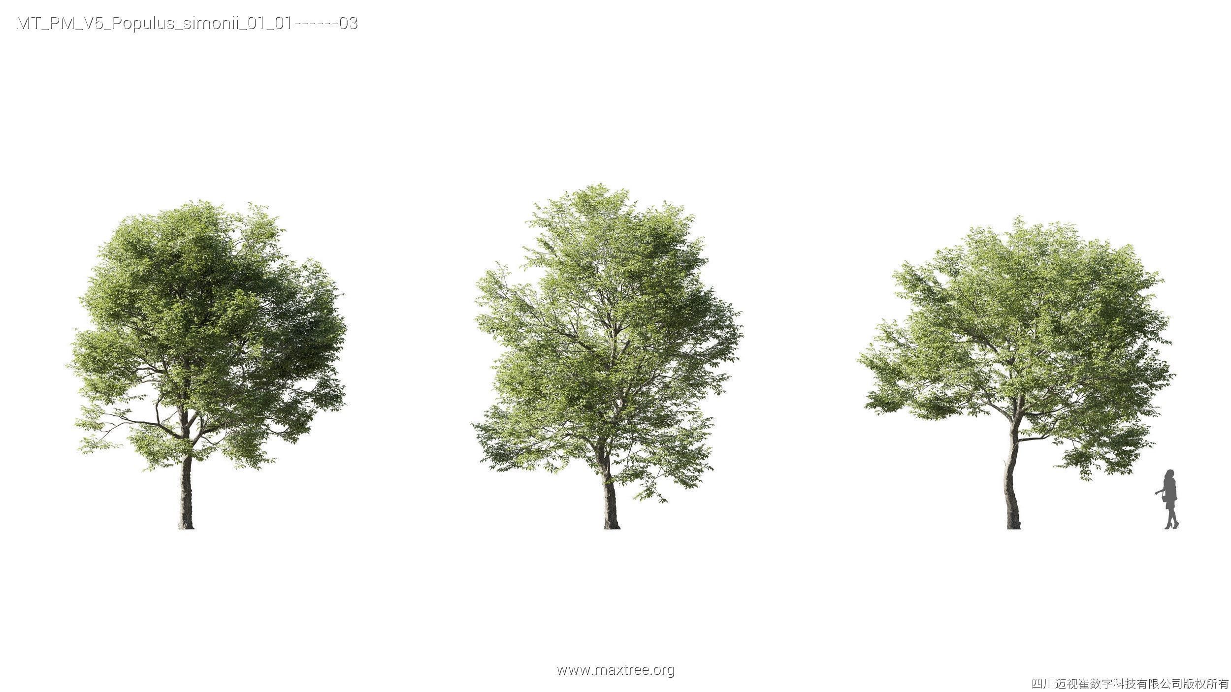 Maxtree Plant Models Vol 5 - Mesh 3D model_16