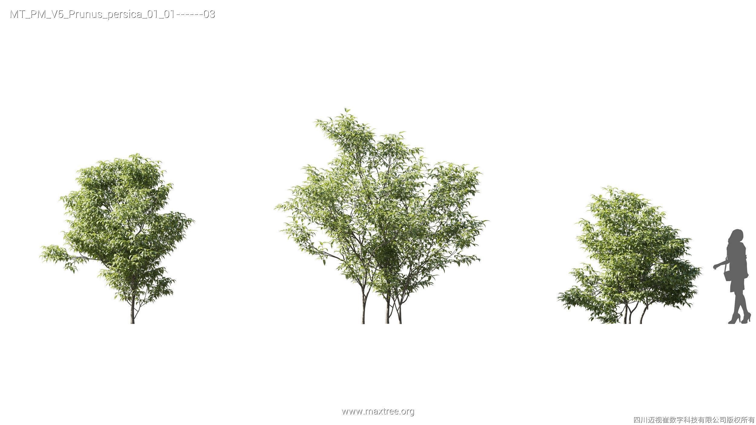 Maxtree Plant Models Vol 5 - Mesh 3D model_17