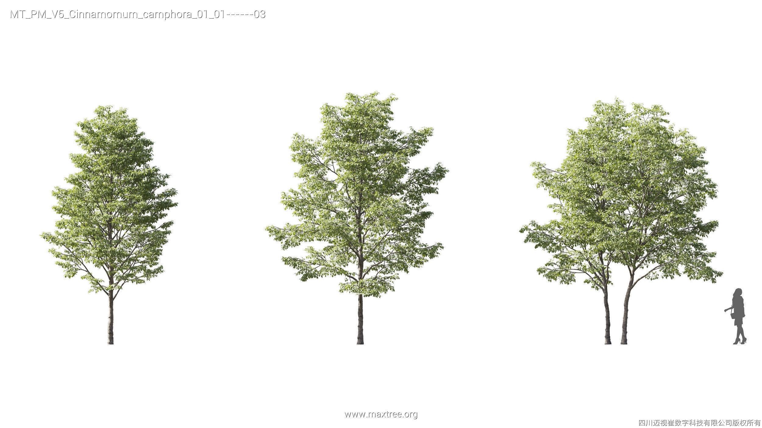 Maxtree Plant Models Vol 5 - Mesh 3D model_8
