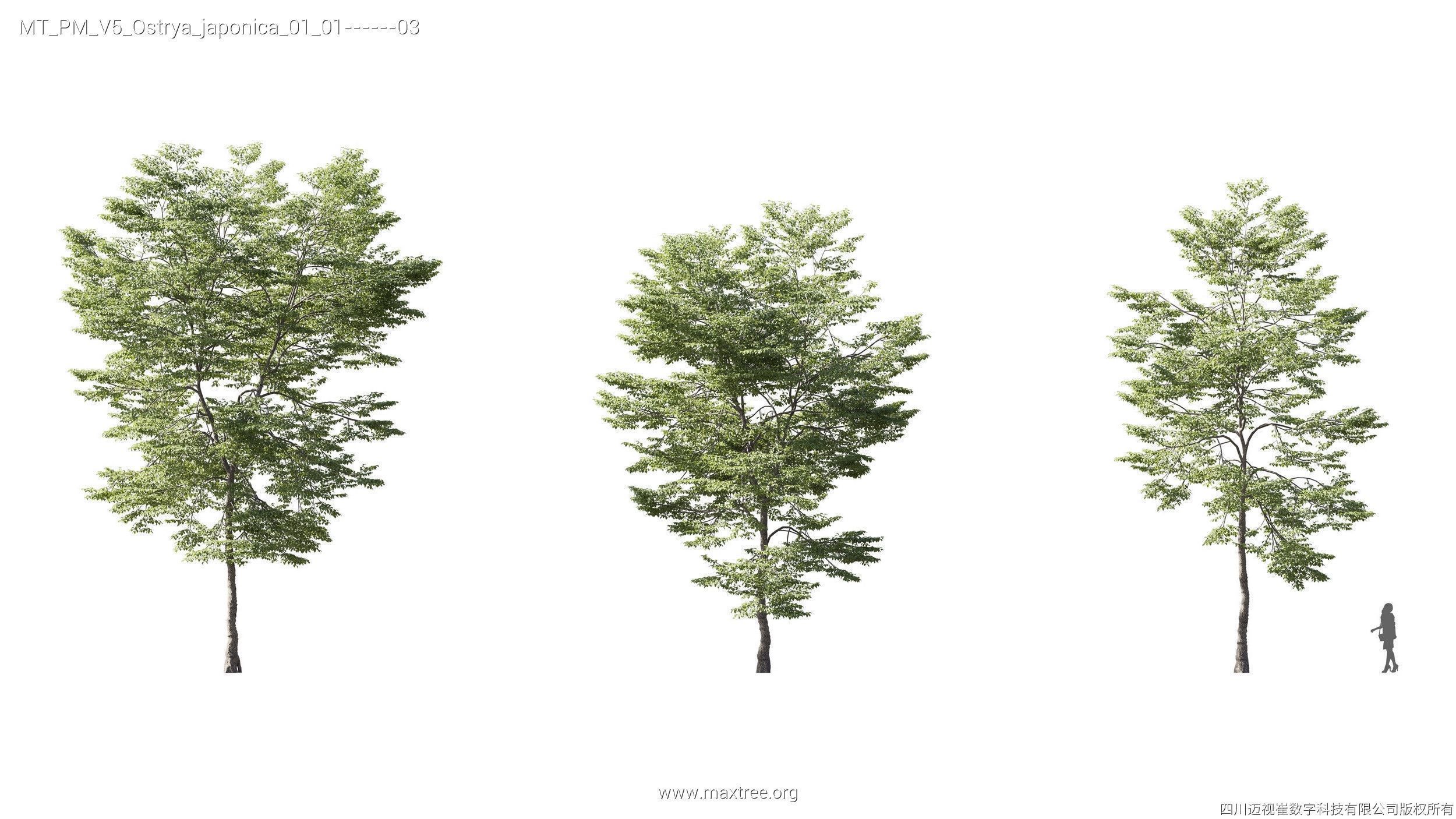 Maxtree Plant Models Vol 5 - Mesh 3D model_13
