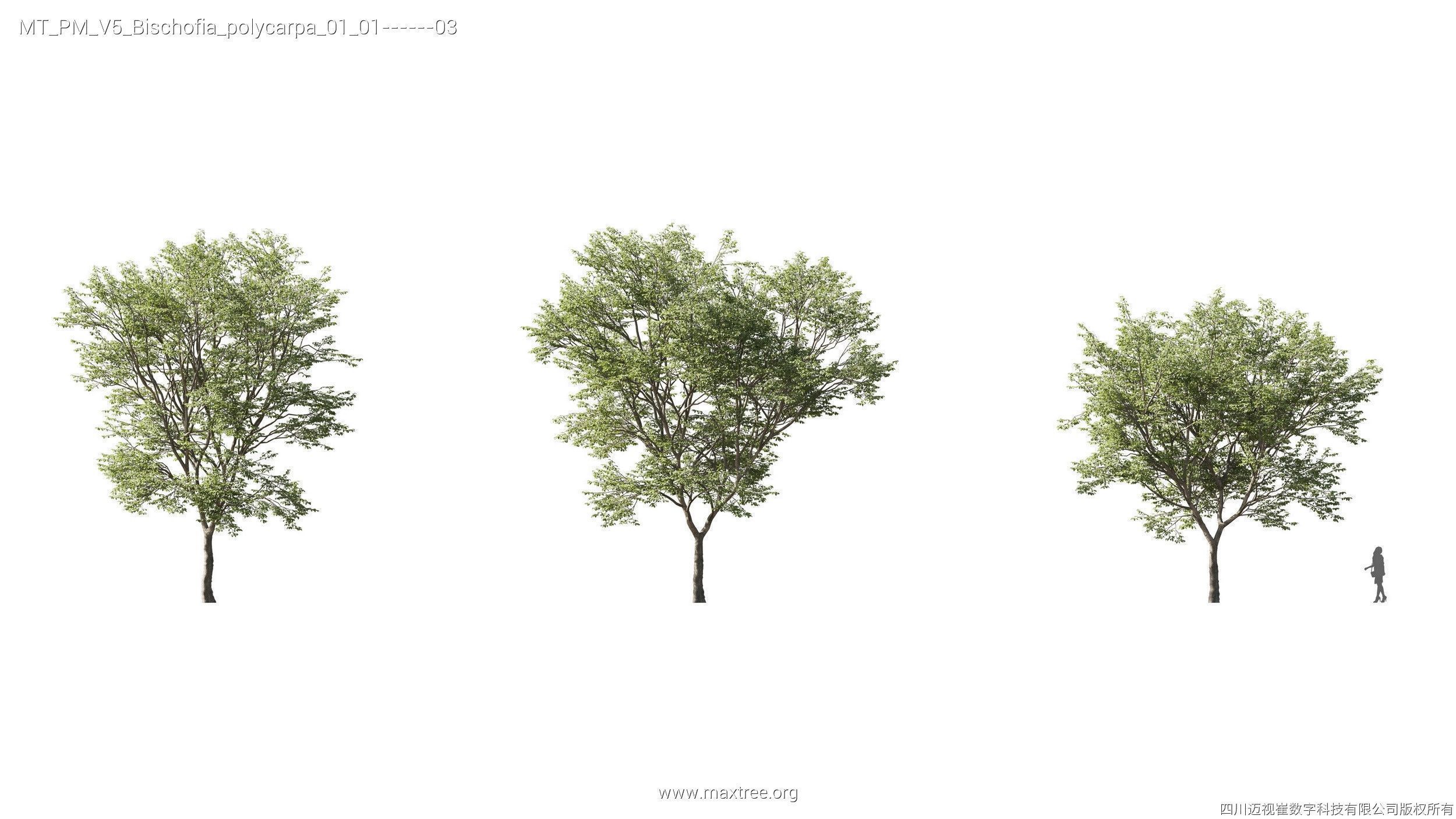 Maxtree Plant Models Vol 5 - Mesh 3D model_4