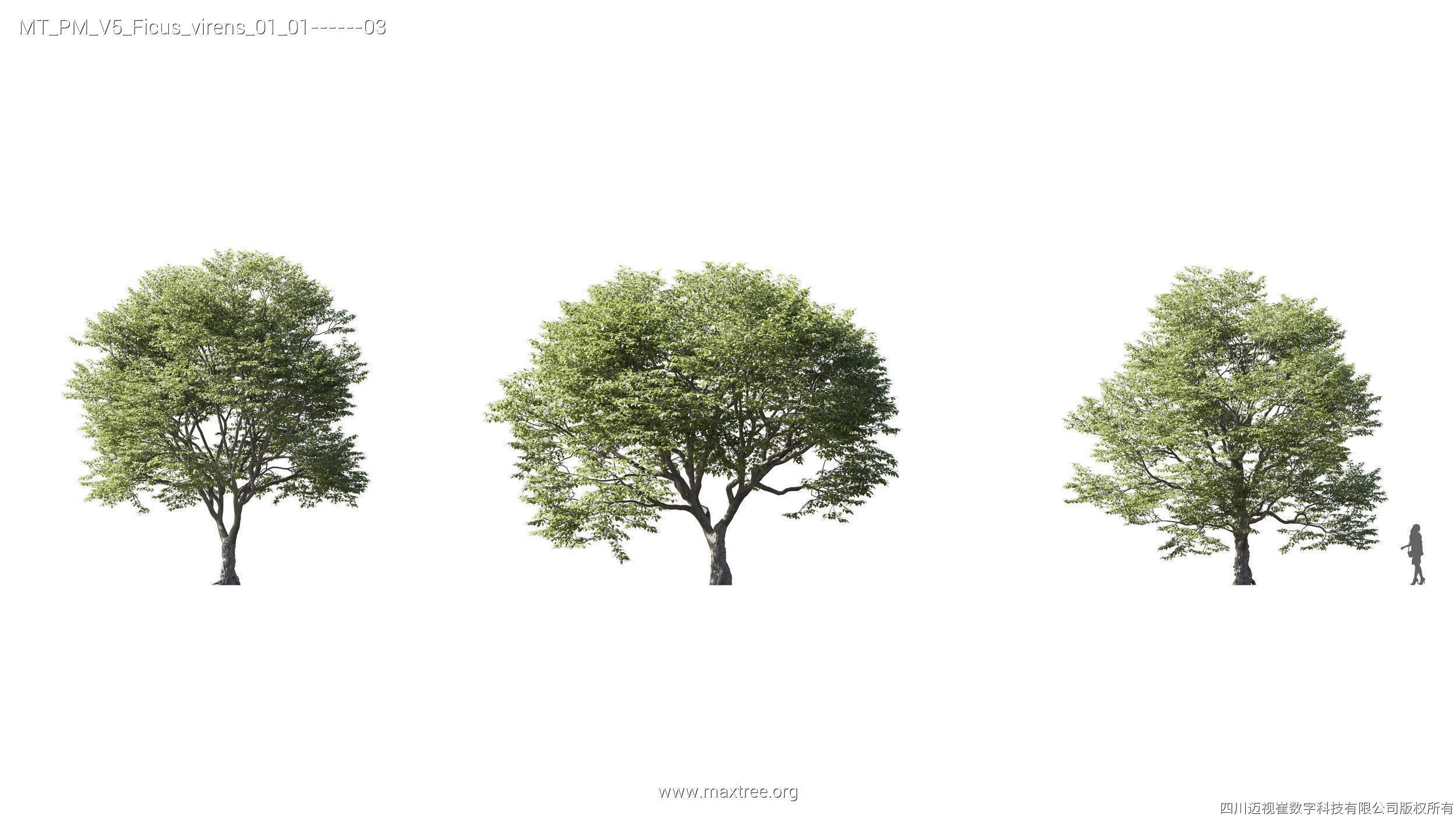 Maxtree Plant Models Vol 5 - Mesh 3D model_10