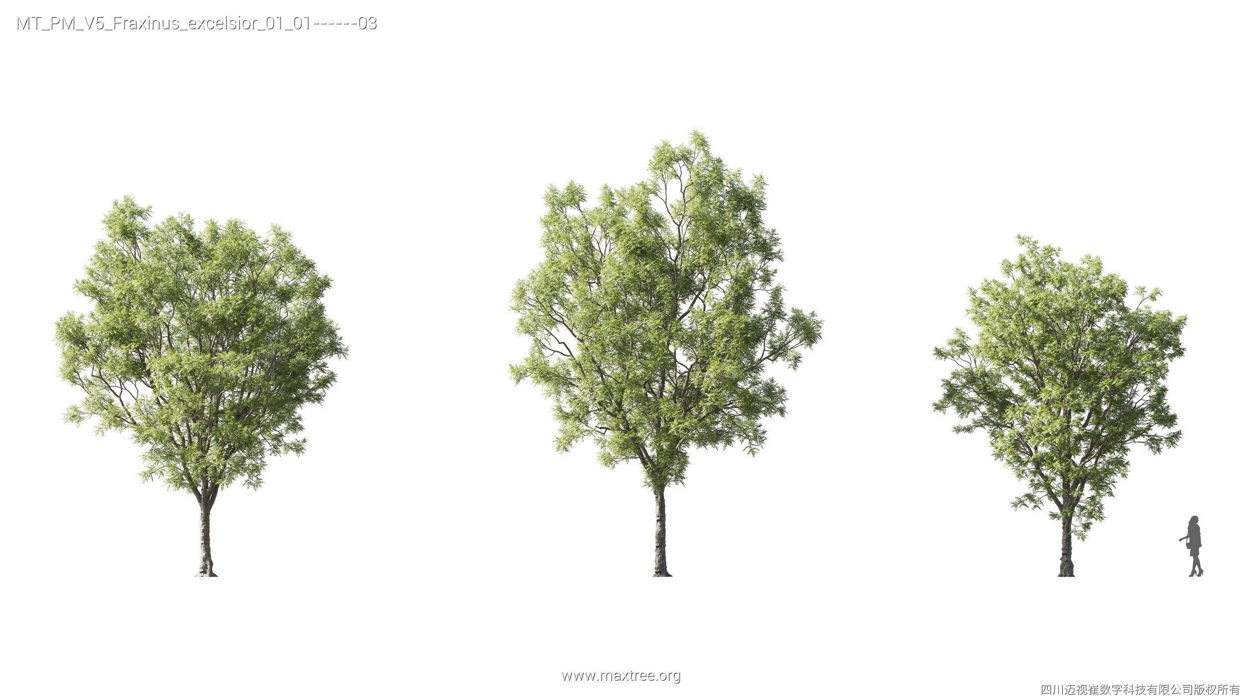 Maxtree Plant Models Vol 5 - Mesh 3D model_12