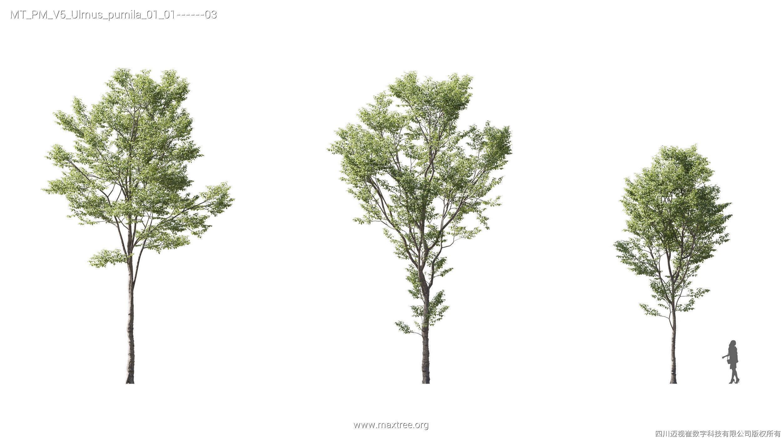 Maxtree Plant Models Vol 5 - Mesh 3D model_20