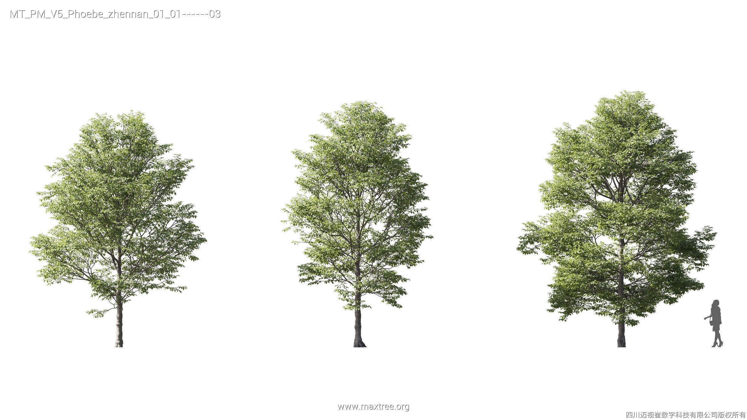 Maxtree Plant Models Vol 5 - Mesh 3D model_14