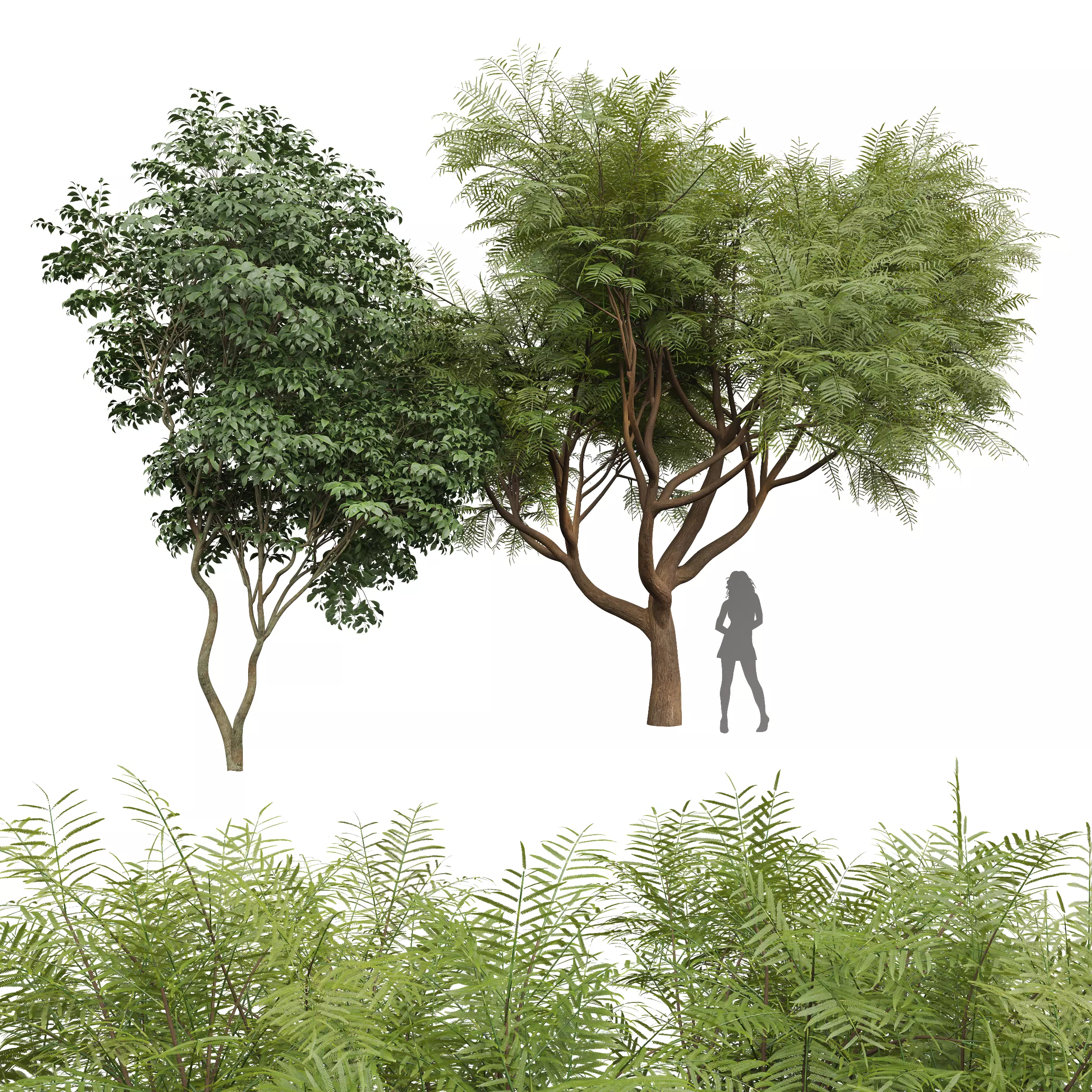 Beautiful Tree Japanese Cherry Velvet Mesquite Tree001 3D model_0
