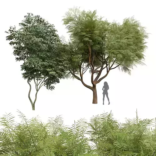 Beautiful Tree Japanese Cherry Velvet Mesquite Tree001 3D model