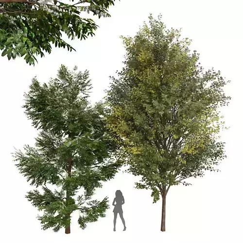 New Plant Black Locust Blossom Tree Canadian Poplar 3D model