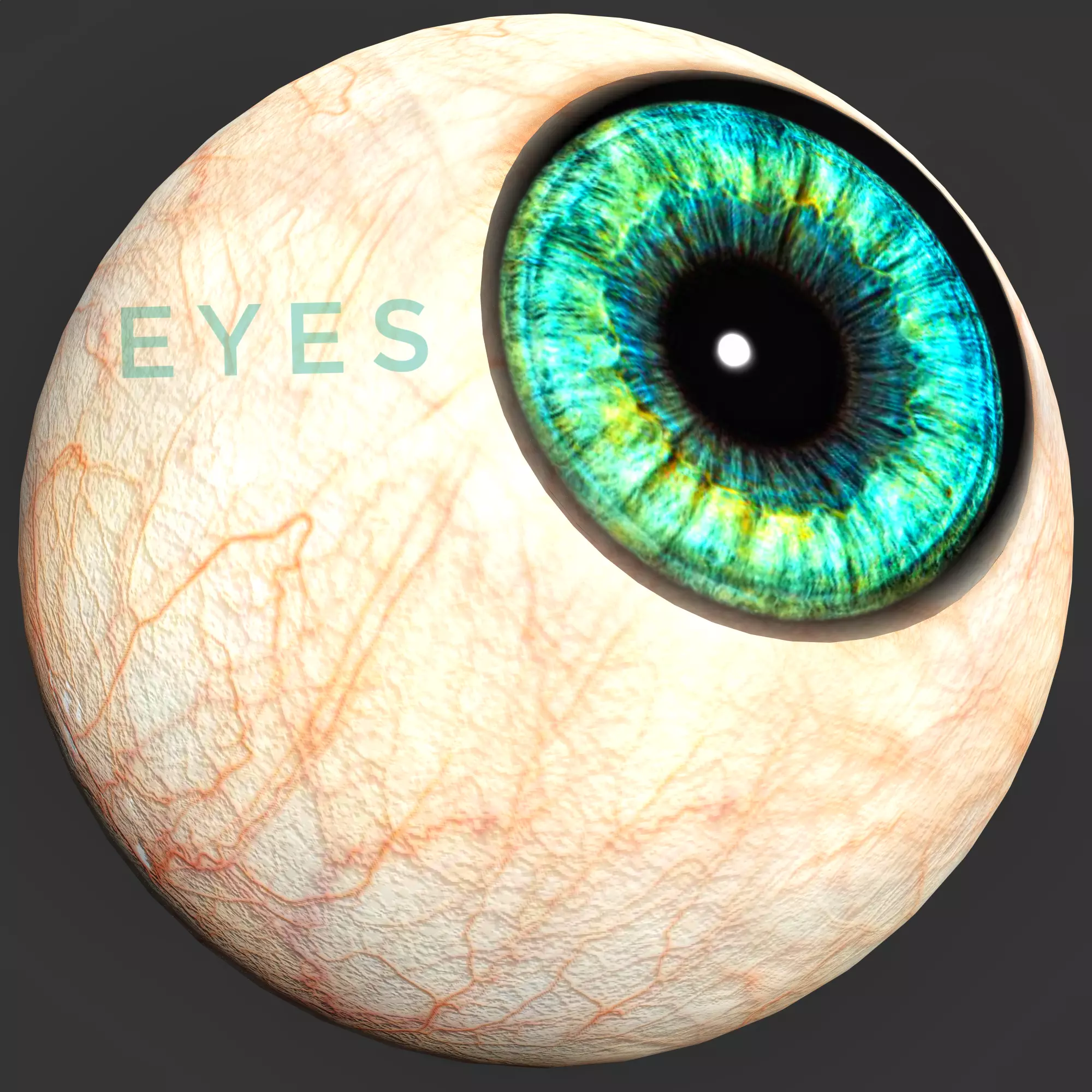EYE - HUMAN EYE Low-poly 3D model