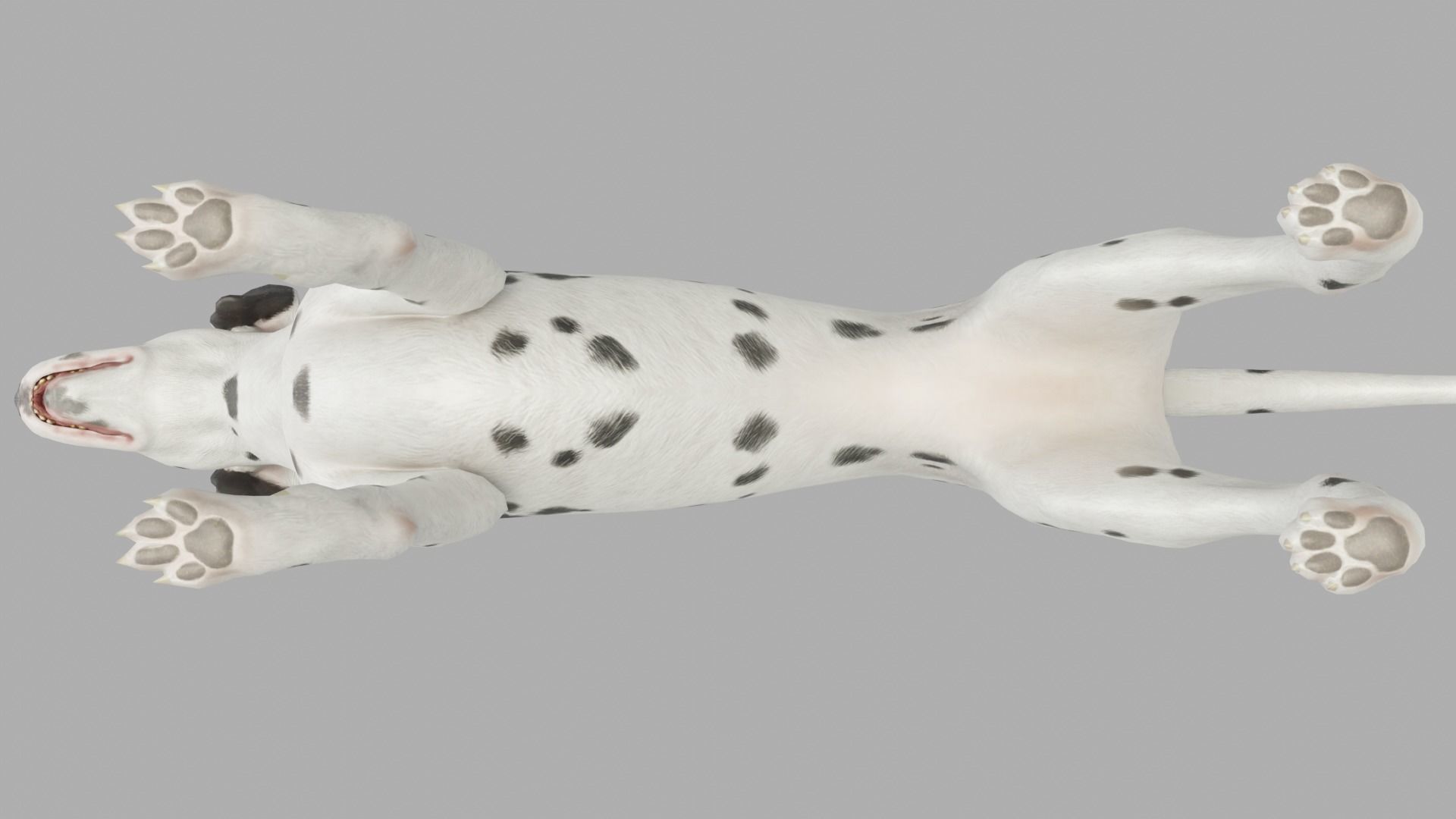 DOG  - DALMATAIN  Low-poly 3D model_5
