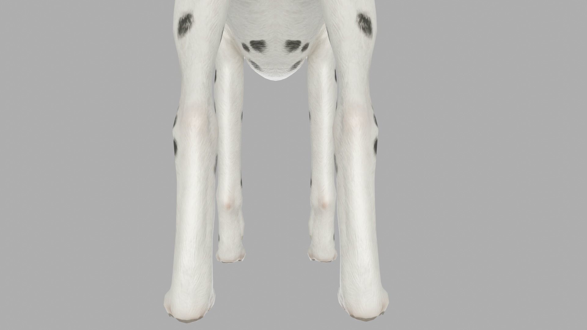DOG  - DALMATAIN  Low-poly 3D model_6
