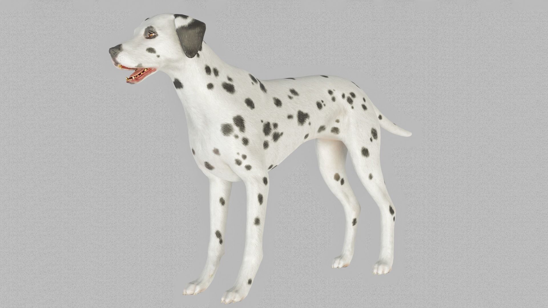 DOG  - DALMATAIN  Low-poly 3D model_4