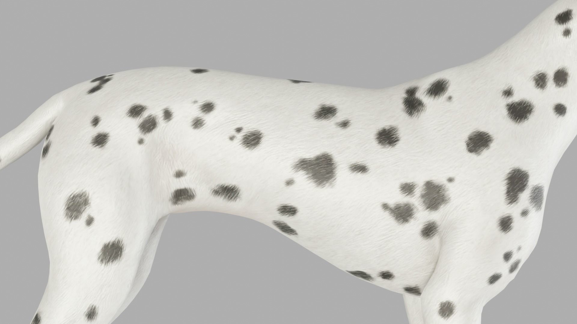 DOG  - DALMATAIN  Low-poly 3D model_8