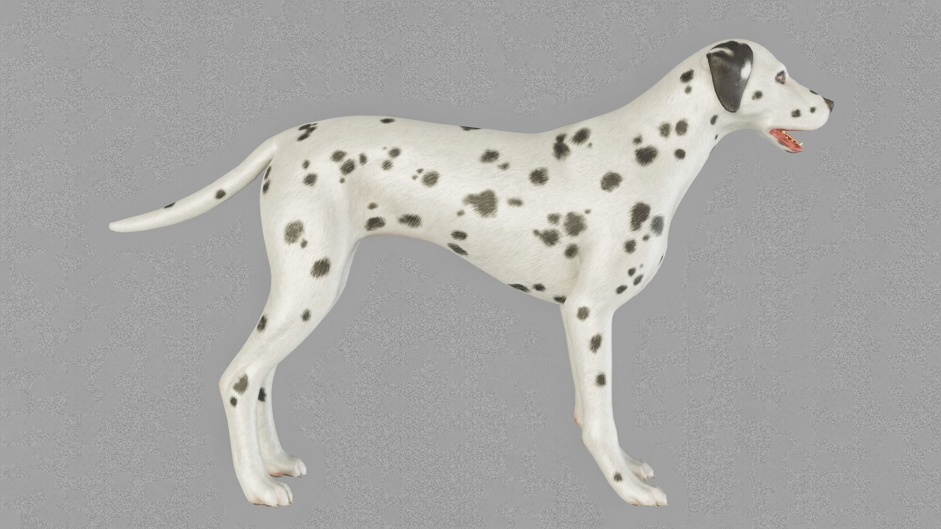 DOG  - DALMATAIN  Low-poly 3D model_9