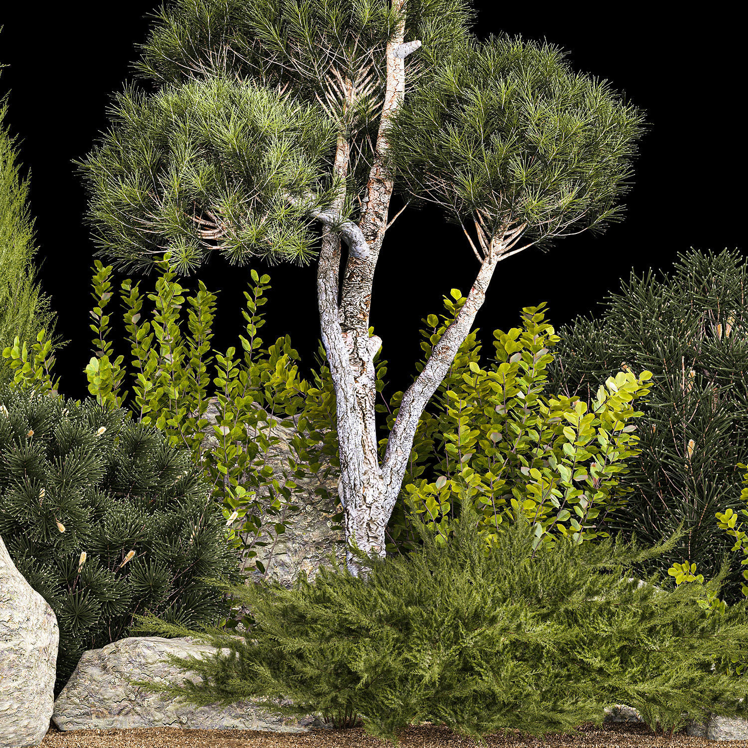 Alpine Hill With Thuja Pine Juniper And Bushes 1208 3D model_5
