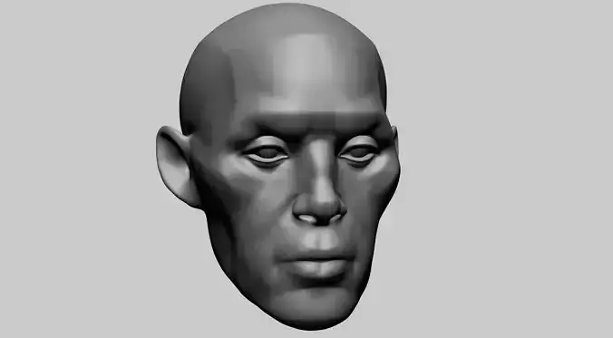 Base Head Anatomy 3D print model