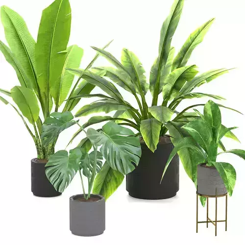 Plants Collection plant in pot