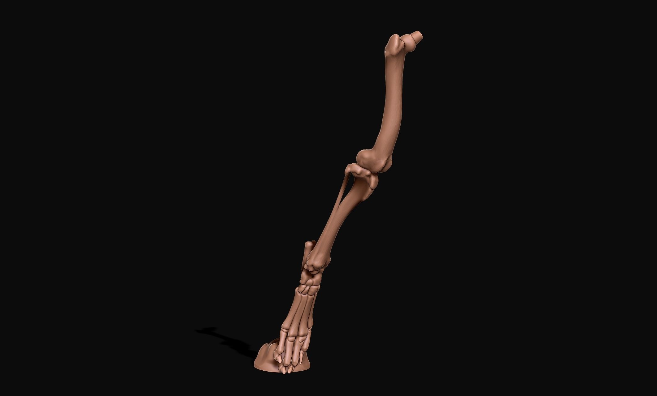 Great Dane Skelleton DYS KIT  3D print model_12