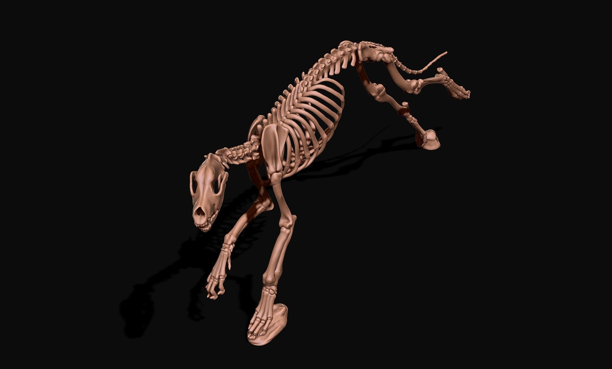 Great Dane Skelleton DYS KIT  3D print model_4