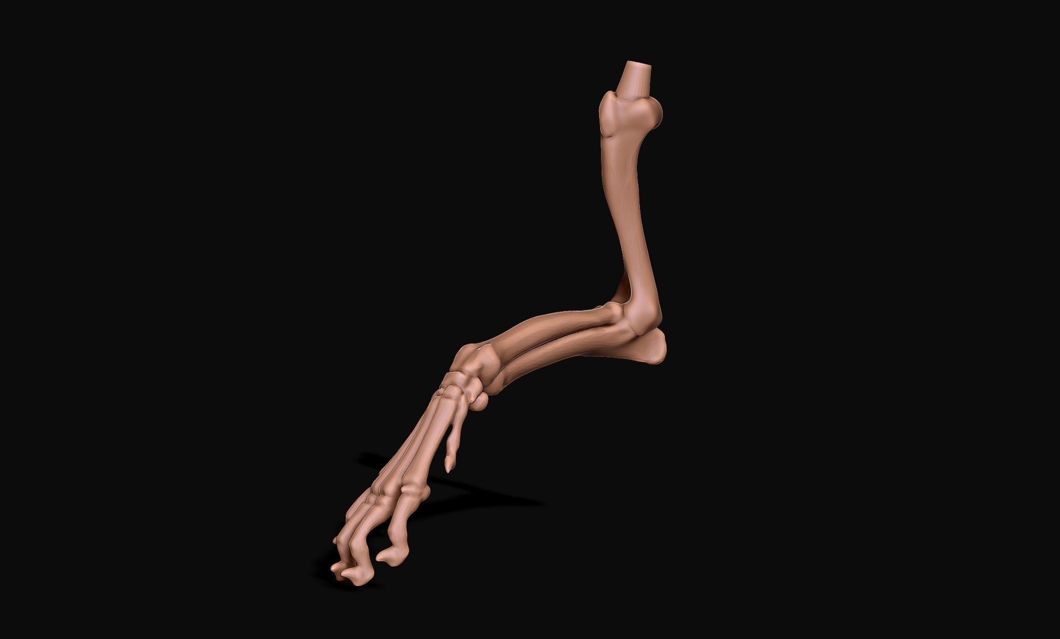 Great Dane Skelleton DYS KIT  3D print model_9