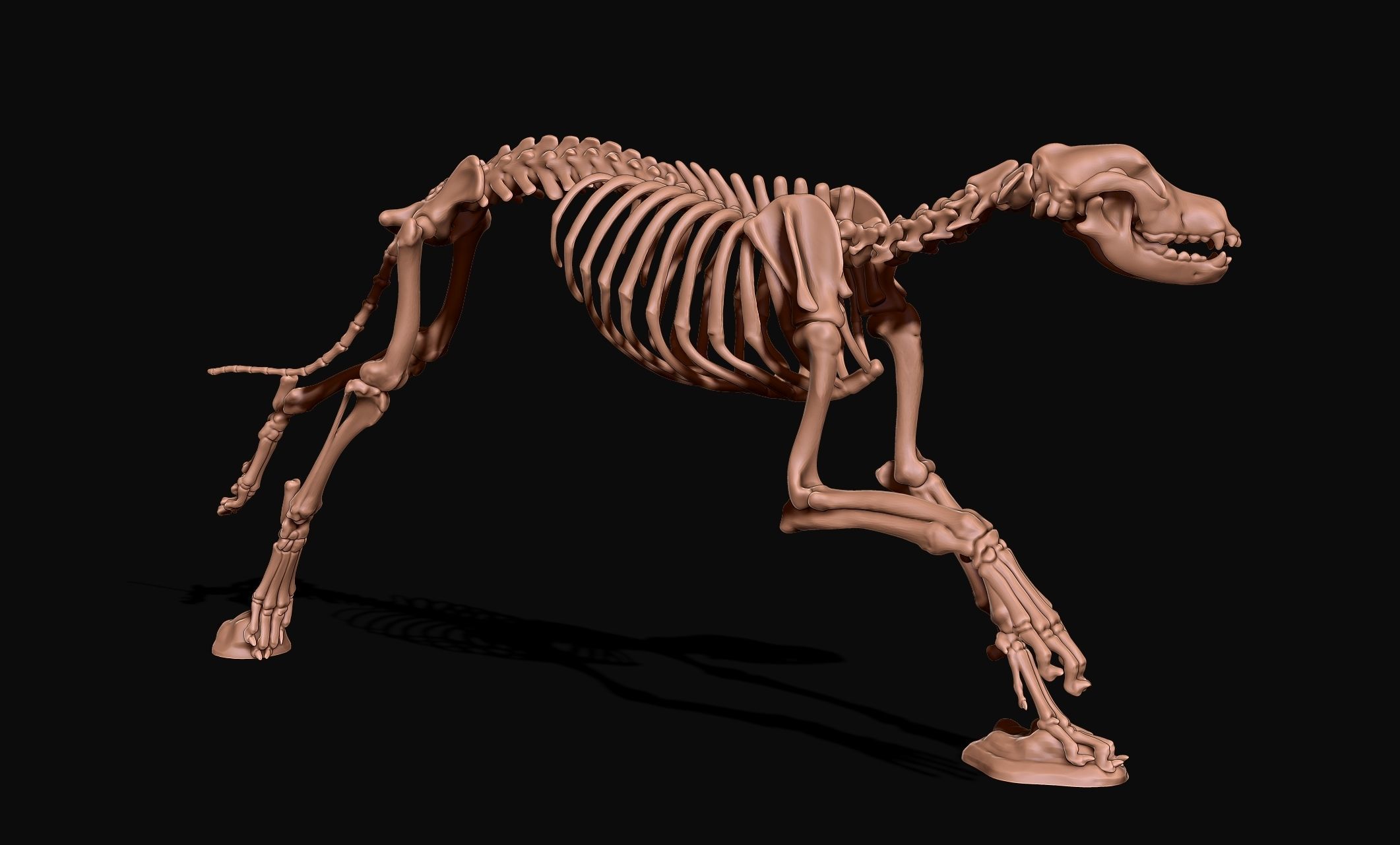 Great Dane Skelleton DYS KIT  3D print model_2