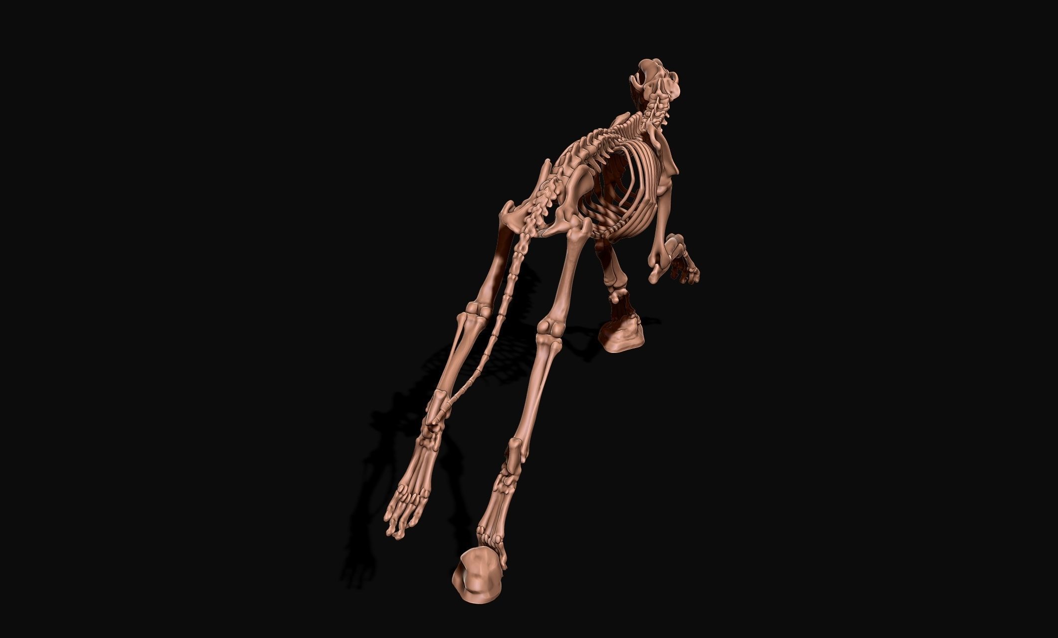Great Dane Skelleton DYS KIT  3D print model_5