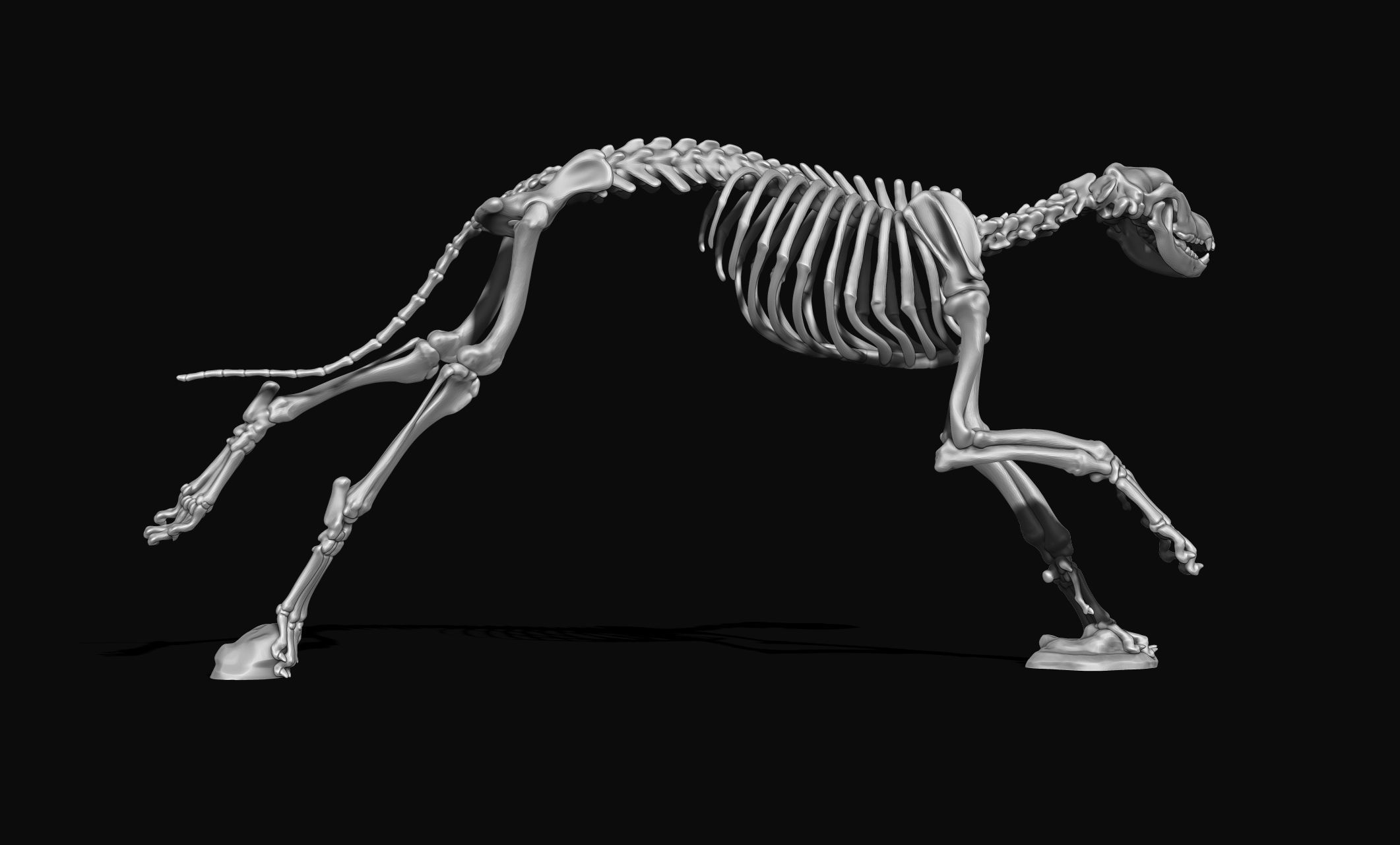 Great Dane Skelleton DYS KIT  3D print model_19