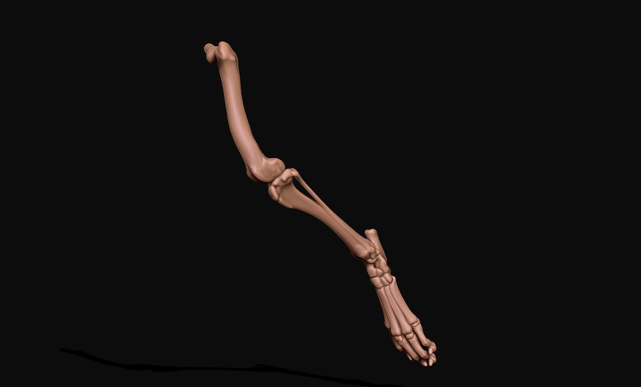 Great Dane Skelleton DYS KIT  3D print model_11