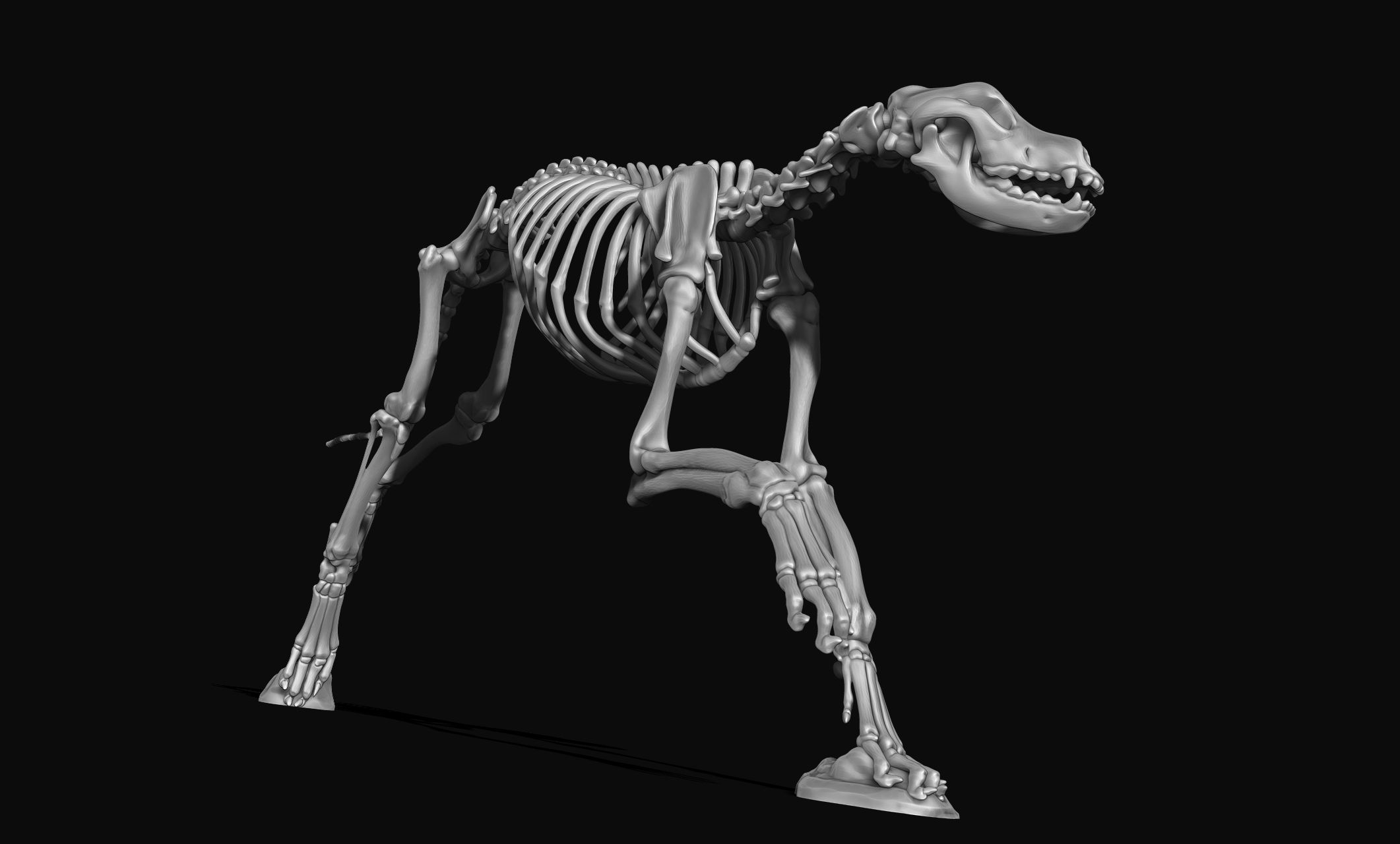 Great Dane Skelleton DYS KIT  3D print model_14