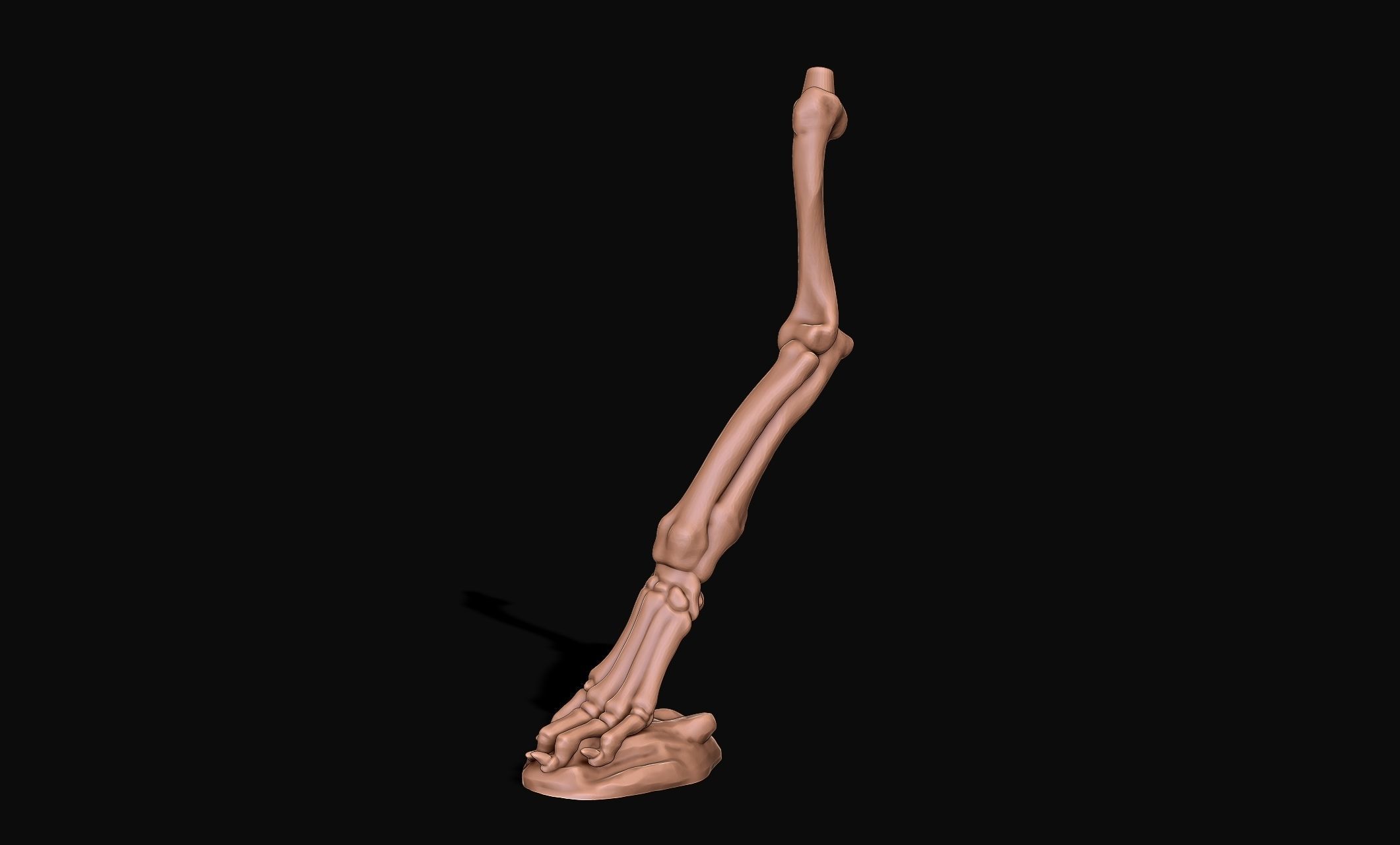 Great Dane Skelleton DYS KIT  3D print model_10