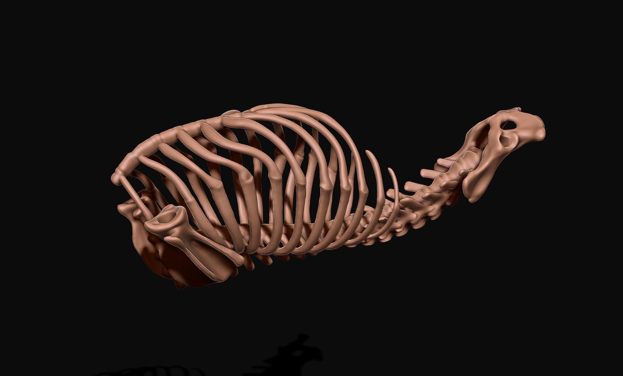 Great Dane Skelleton DYS KIT  3D print model_7