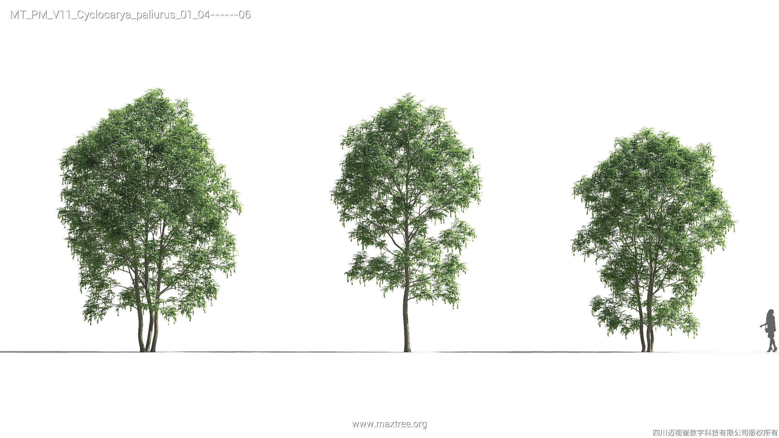 Maxtree Plant Models Vol 11 - Mesh 3D model_10