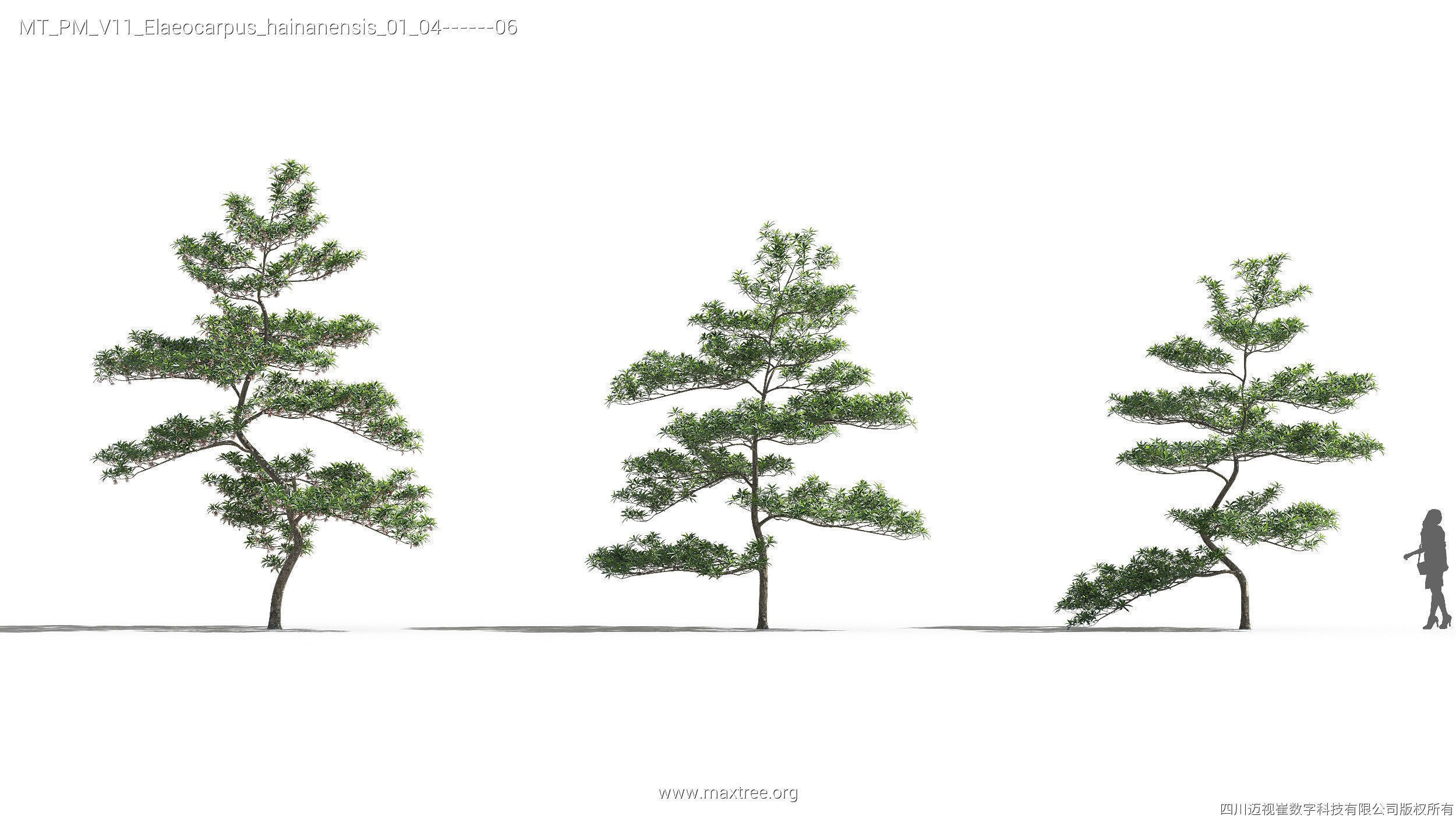 Maxtree Plant Models Vol 11 - Mesh 3D model_14