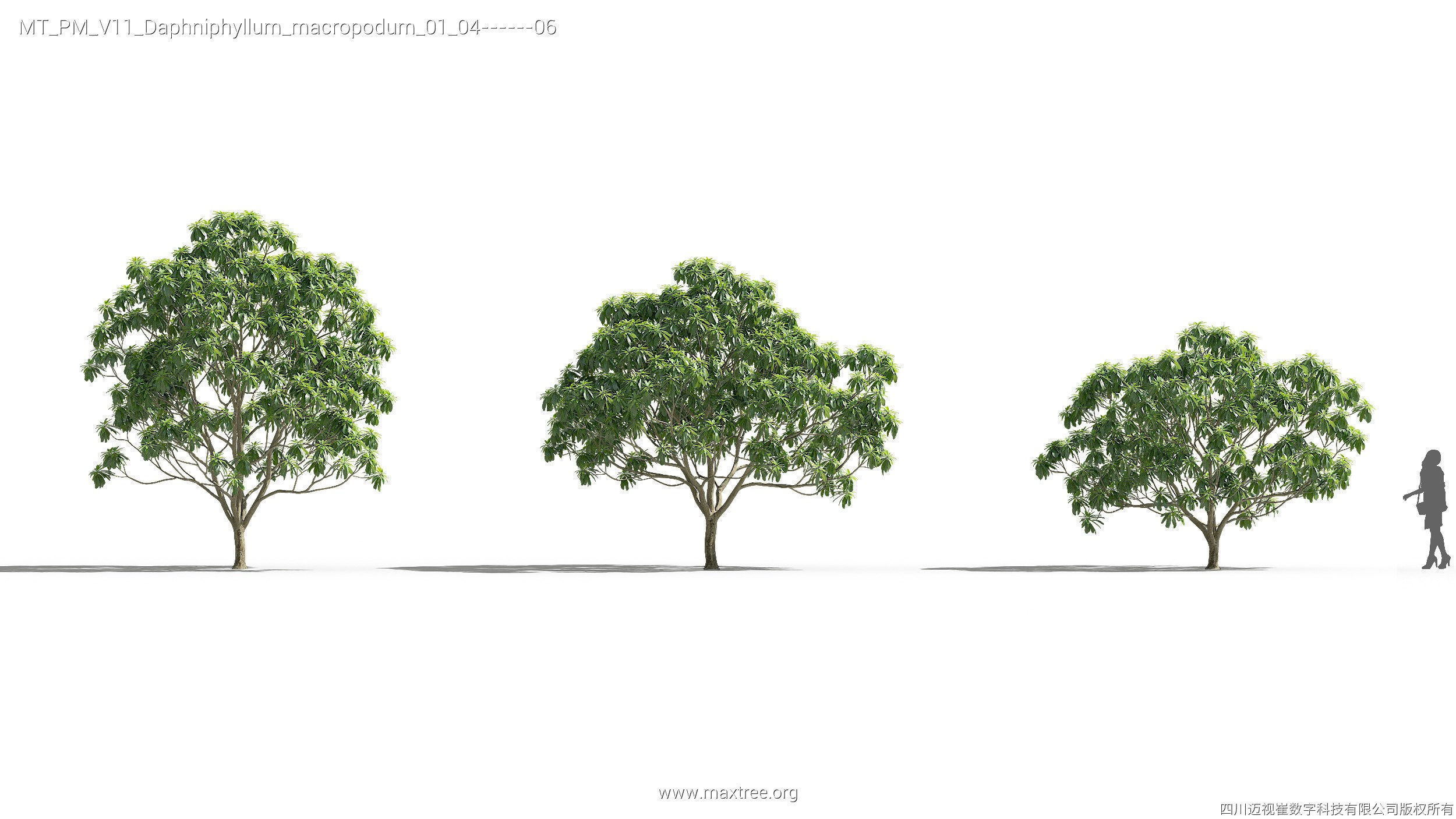 Maxtree Plant Models Vol 11 - Mesh 3D model_12