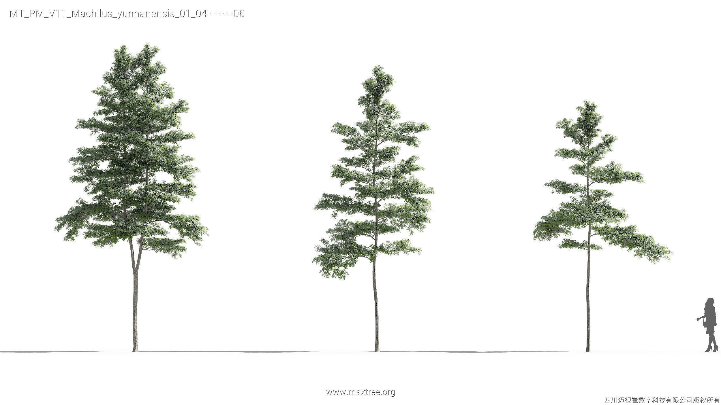 Maxtree Plant Models Vol 11 - Mesh 3D model_22