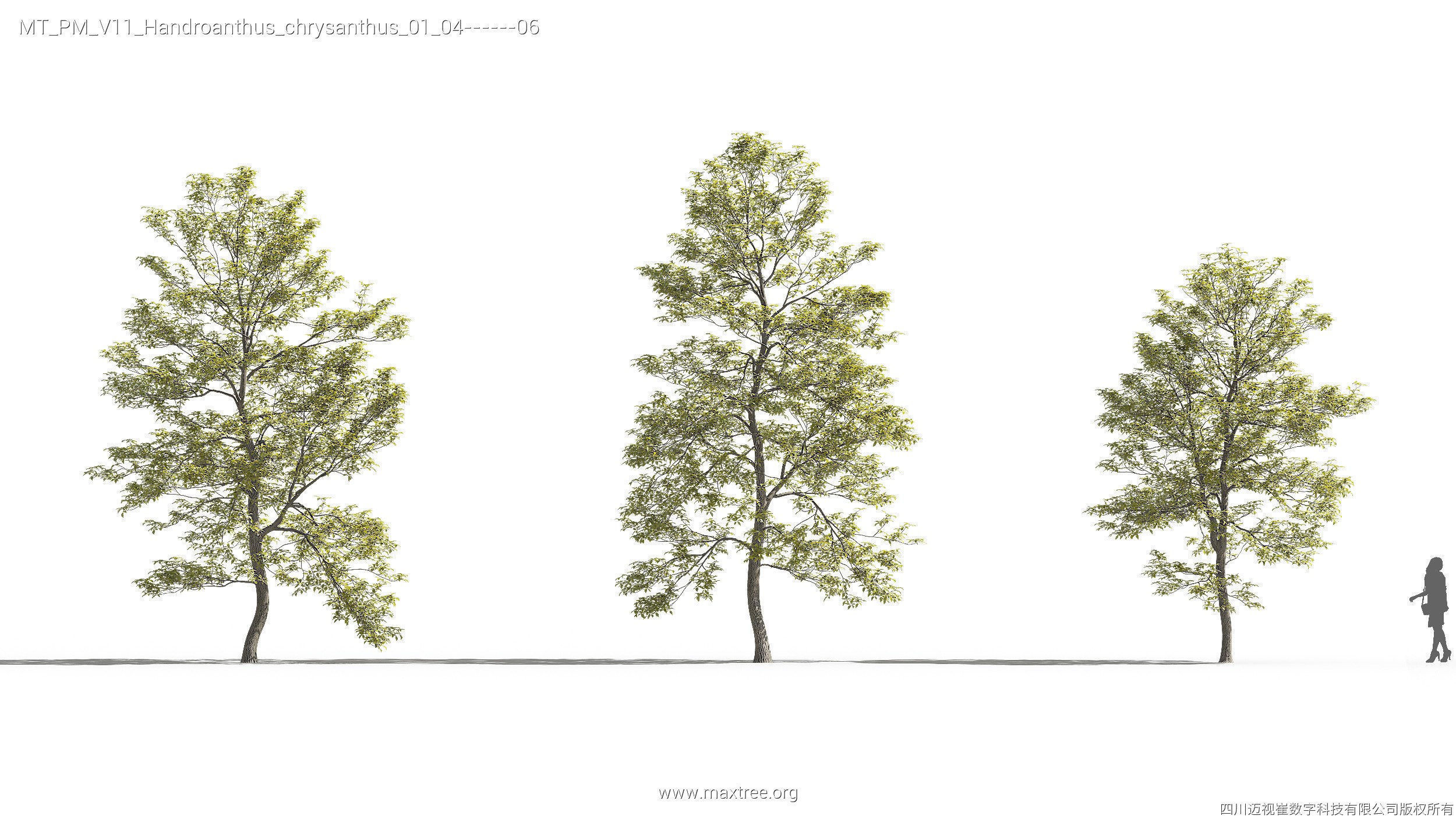 Maxtree Plant Models Vol 11 - Mesh 3D model_18