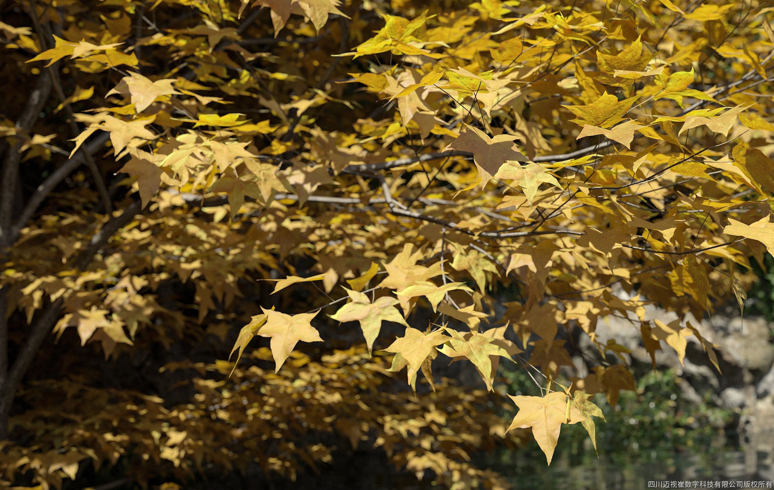 Maxtree Plant Models Vol 11 - Mesh 3D model_3