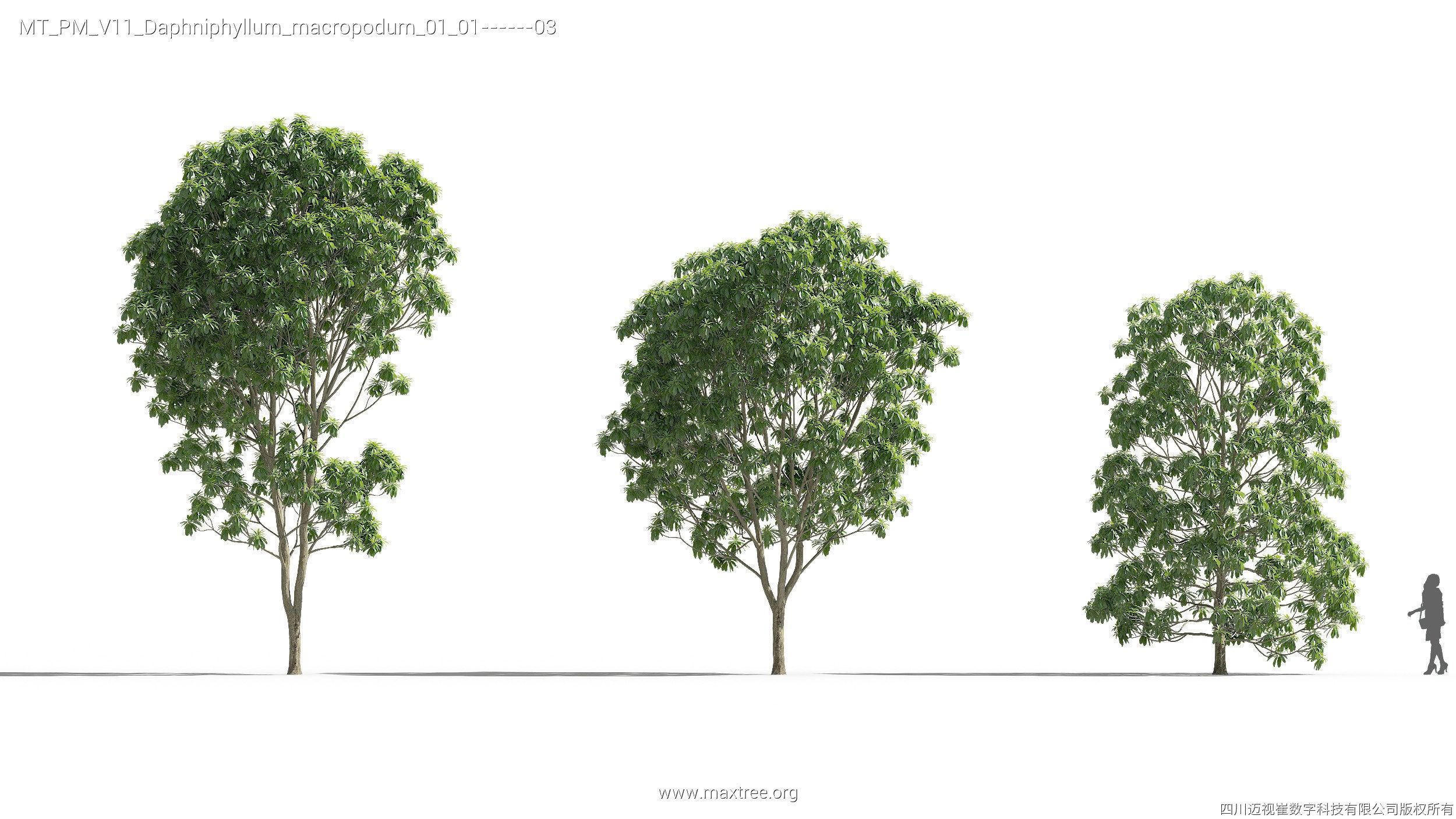 Maxtree Plant Models Vol 11 - Mesh 3D model_11