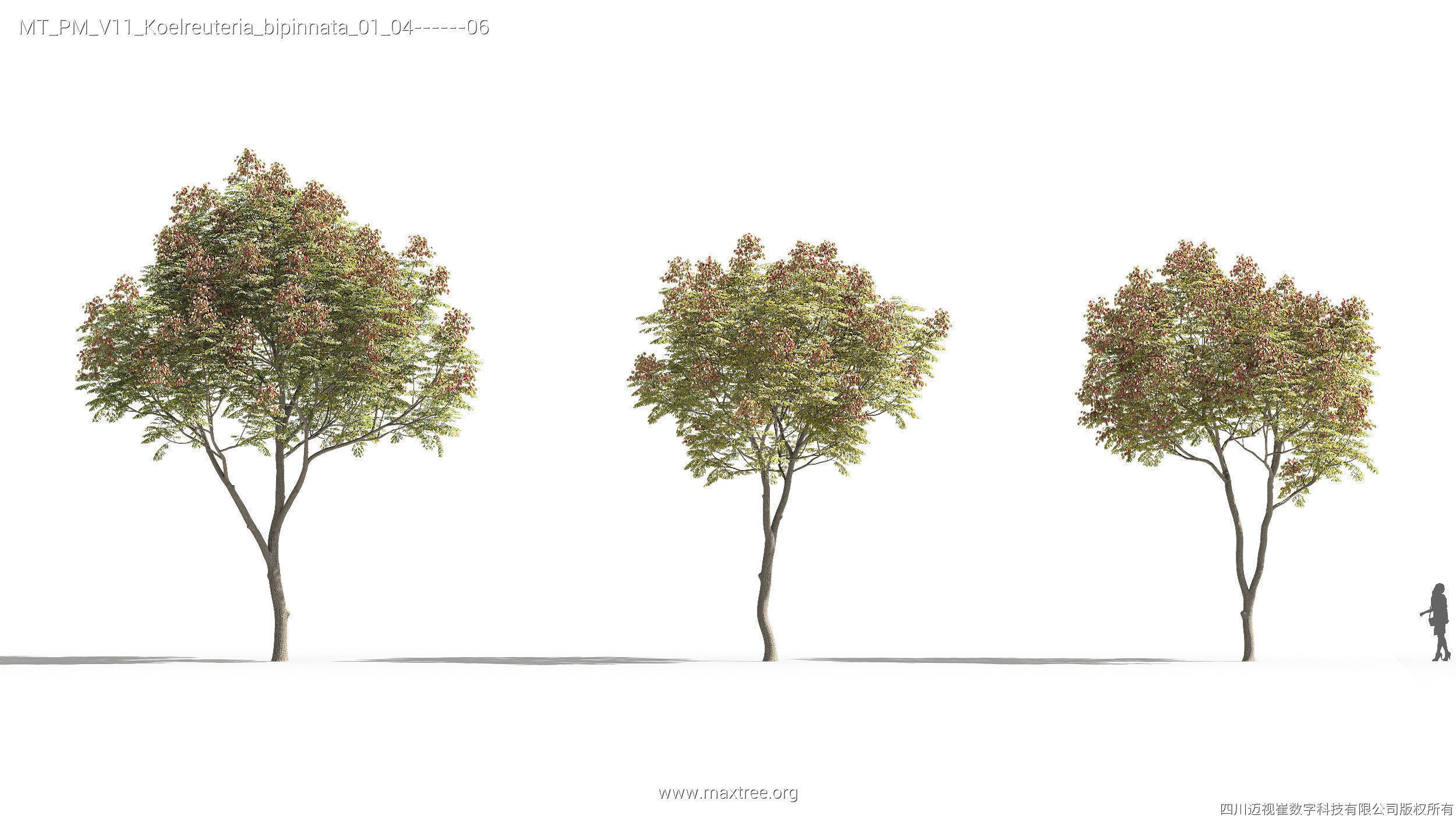 Maxtree Plant Models Vol 11 - Mesh 3D model_20