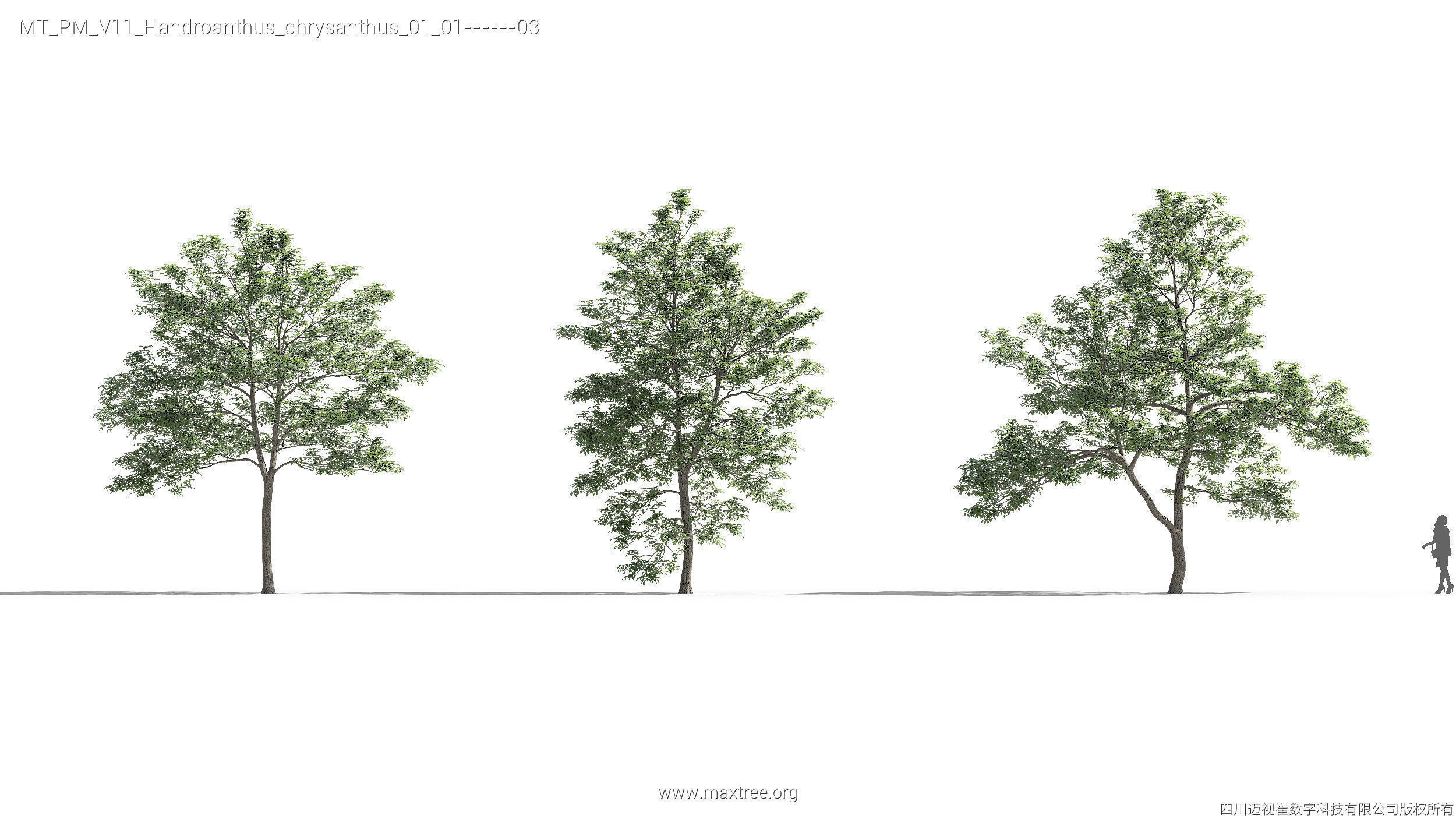Maxtree Plant Models Vol 11 - Mesh 3D model_17