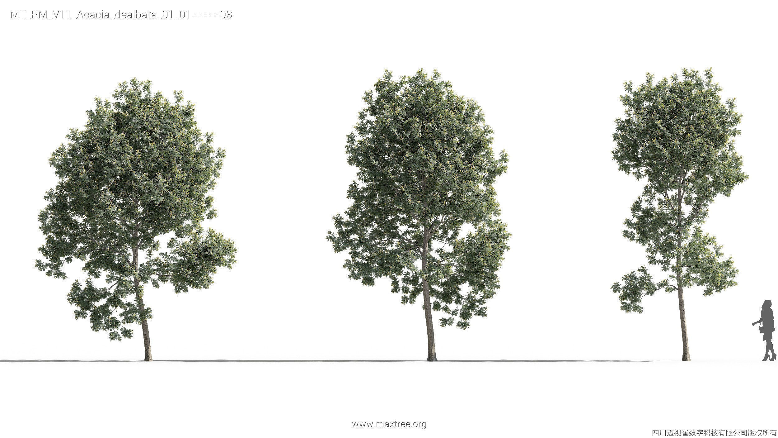 Maxtree Plant Models Vol 11 - Mesh 3D model_5