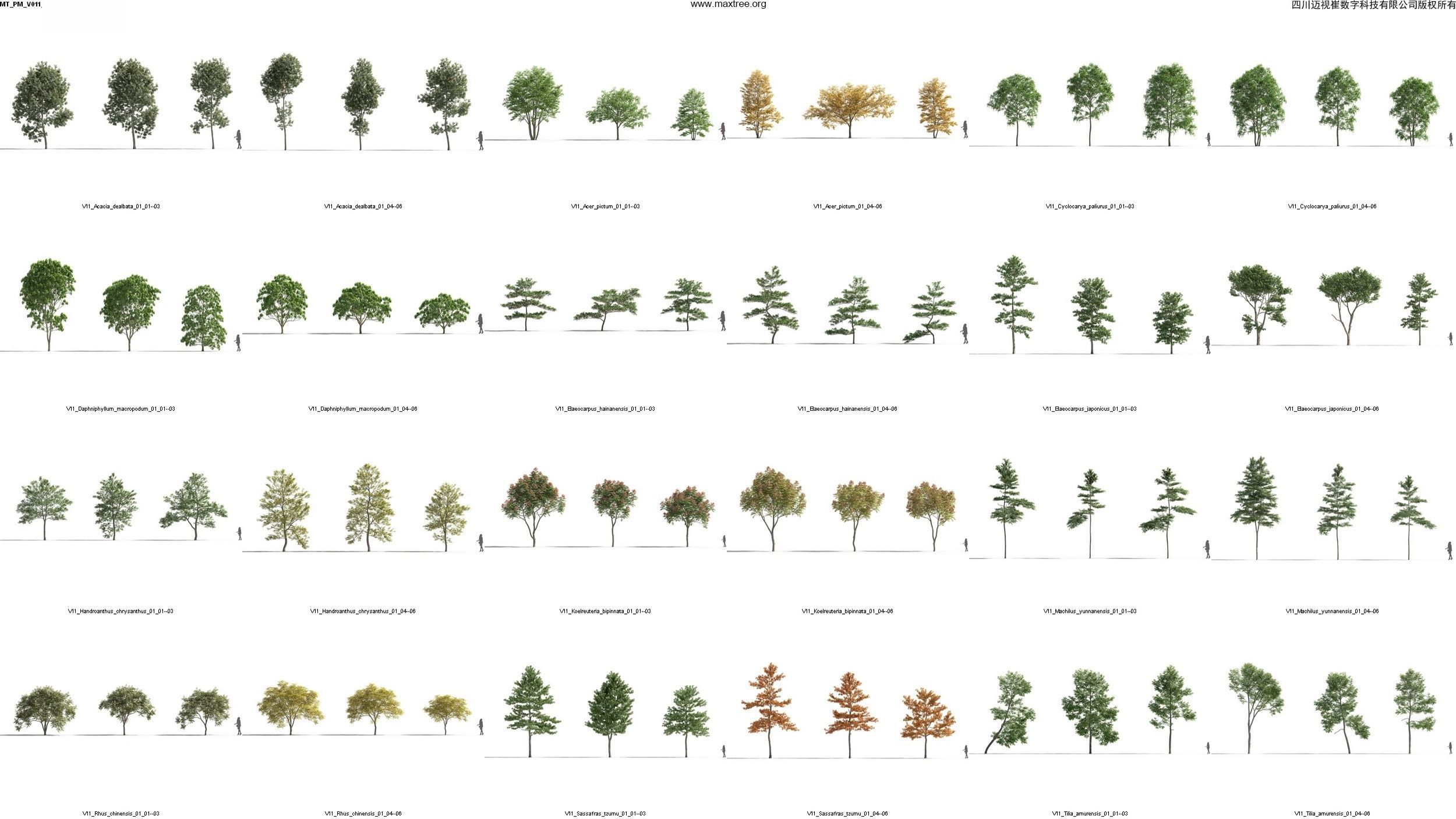 Maxtree Plant Models Vol 11 - Mesh 3D model_4