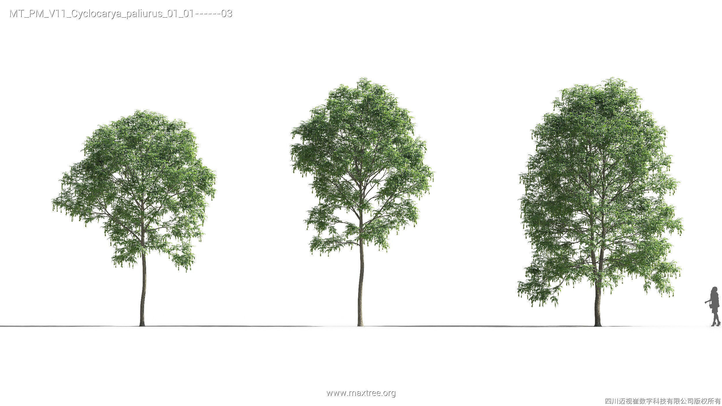 Maxtree Plant Models Vol 11 - Mesh 3D model_9