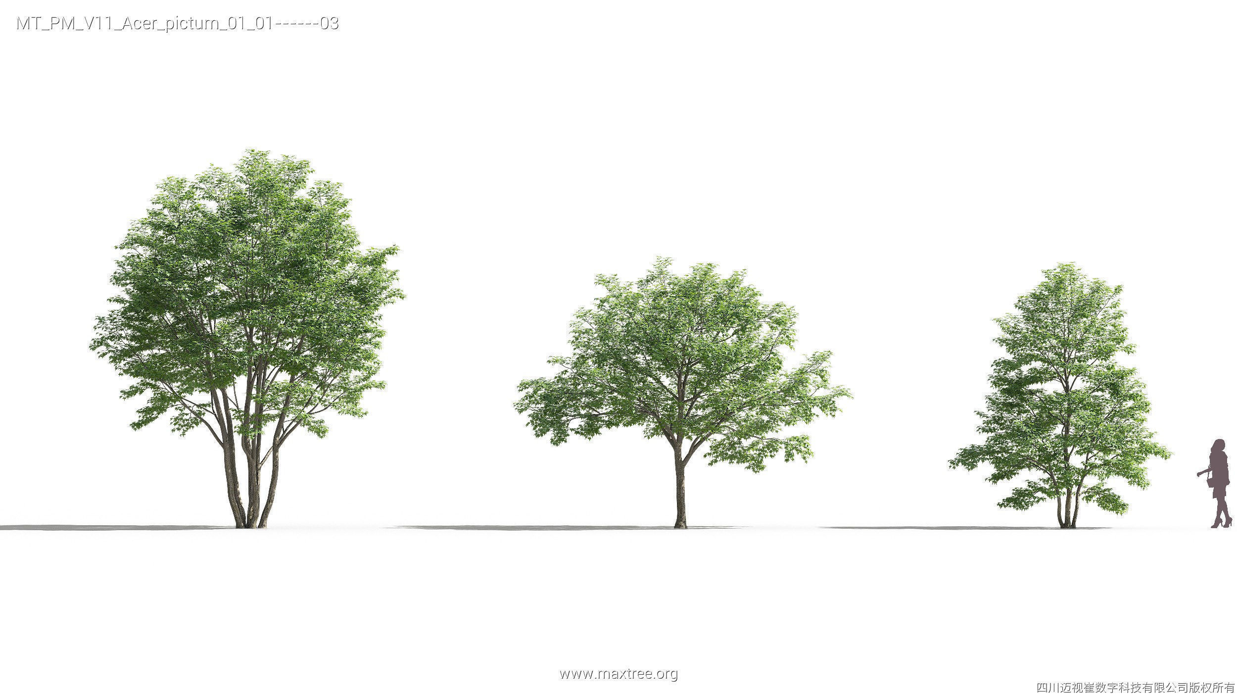 Maxtree Plant Models Vol 11 - Mesh 3D model_7