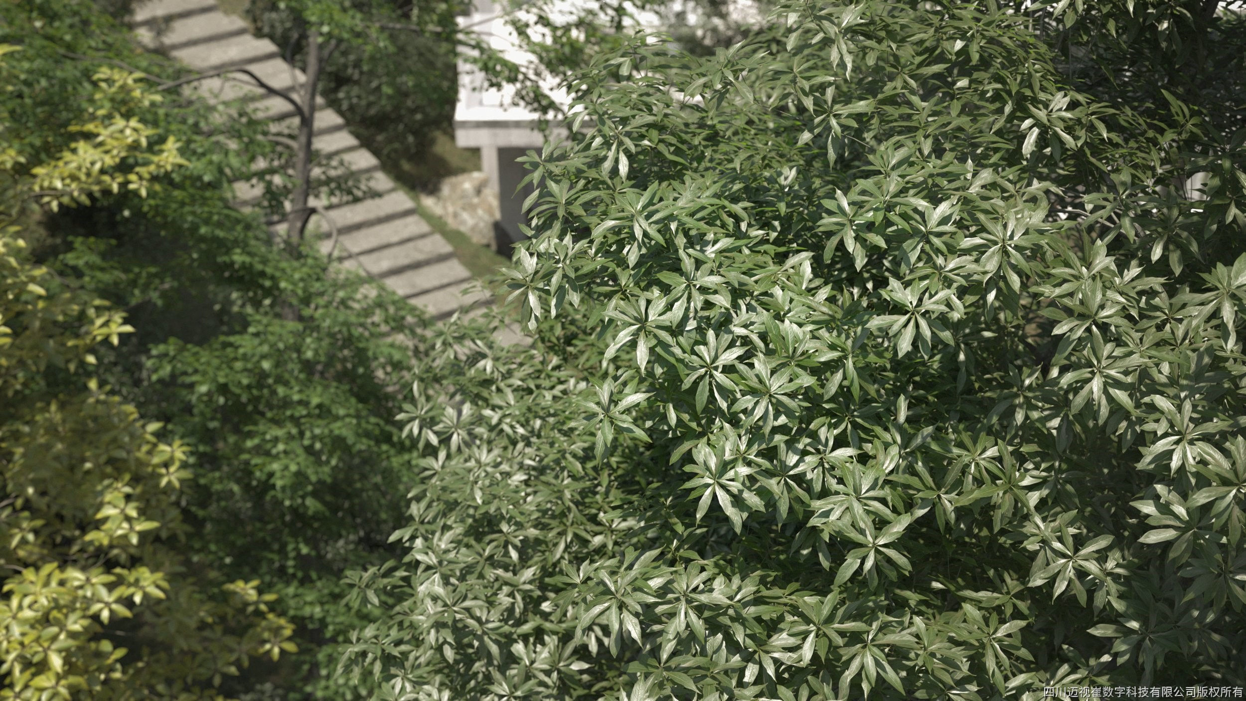 Maxtree Plant Models Vol 11 - Mesh 3D model_1