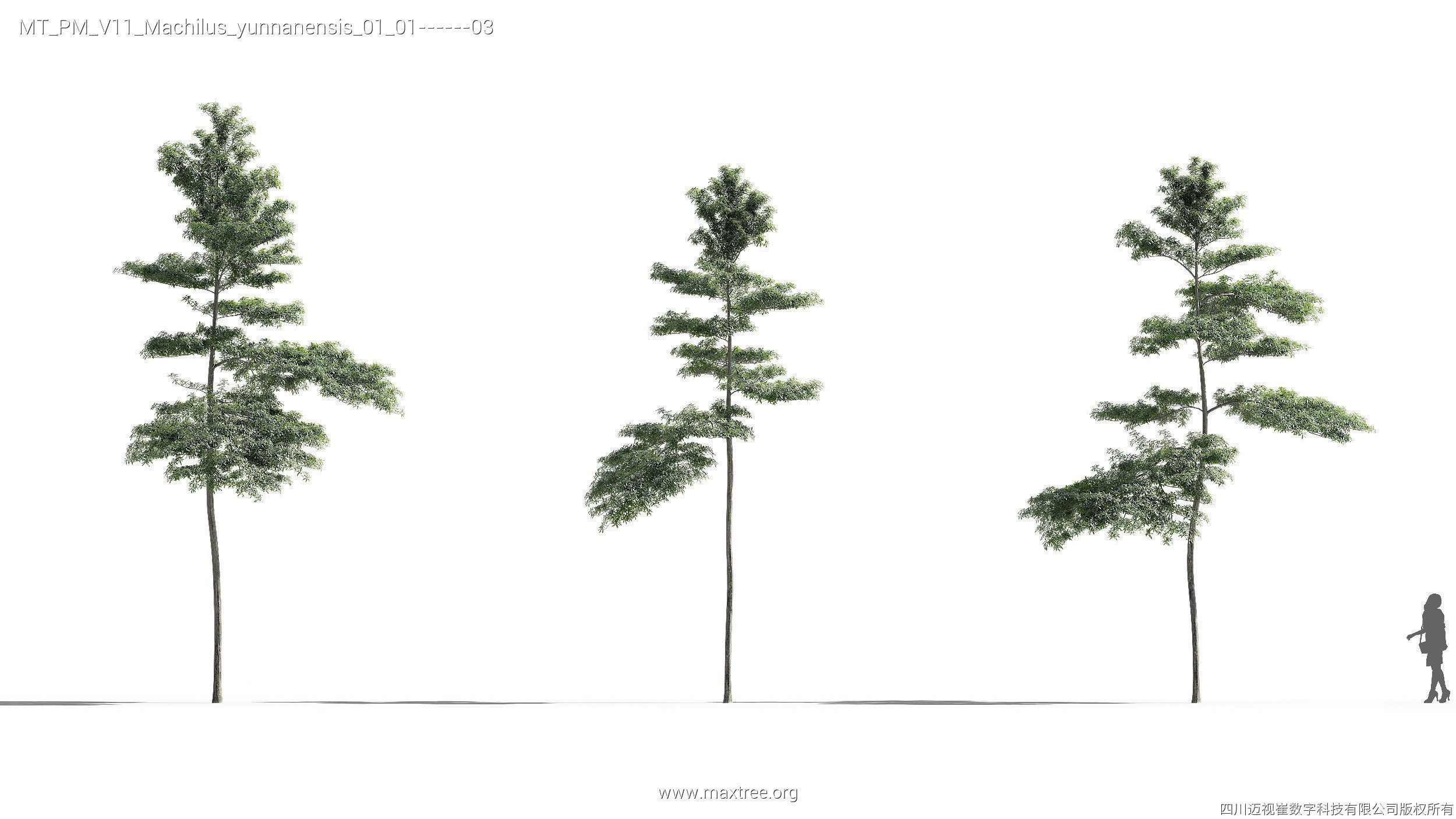 Maxtree Plant Models Vol 11 - Mesh 3D model_21
