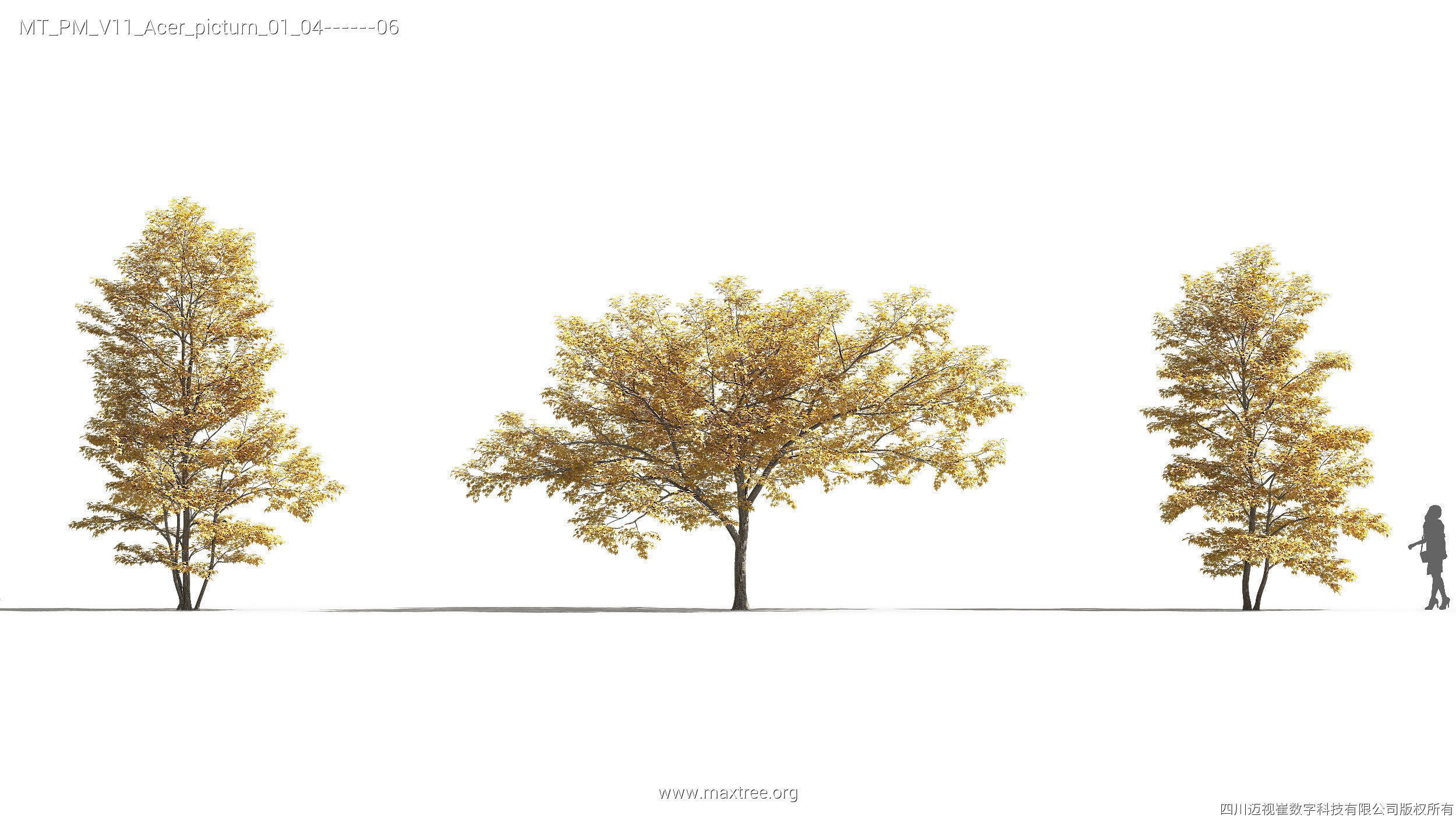 Maxtree Plant Models Vol 11 - Mesh 3D model_8