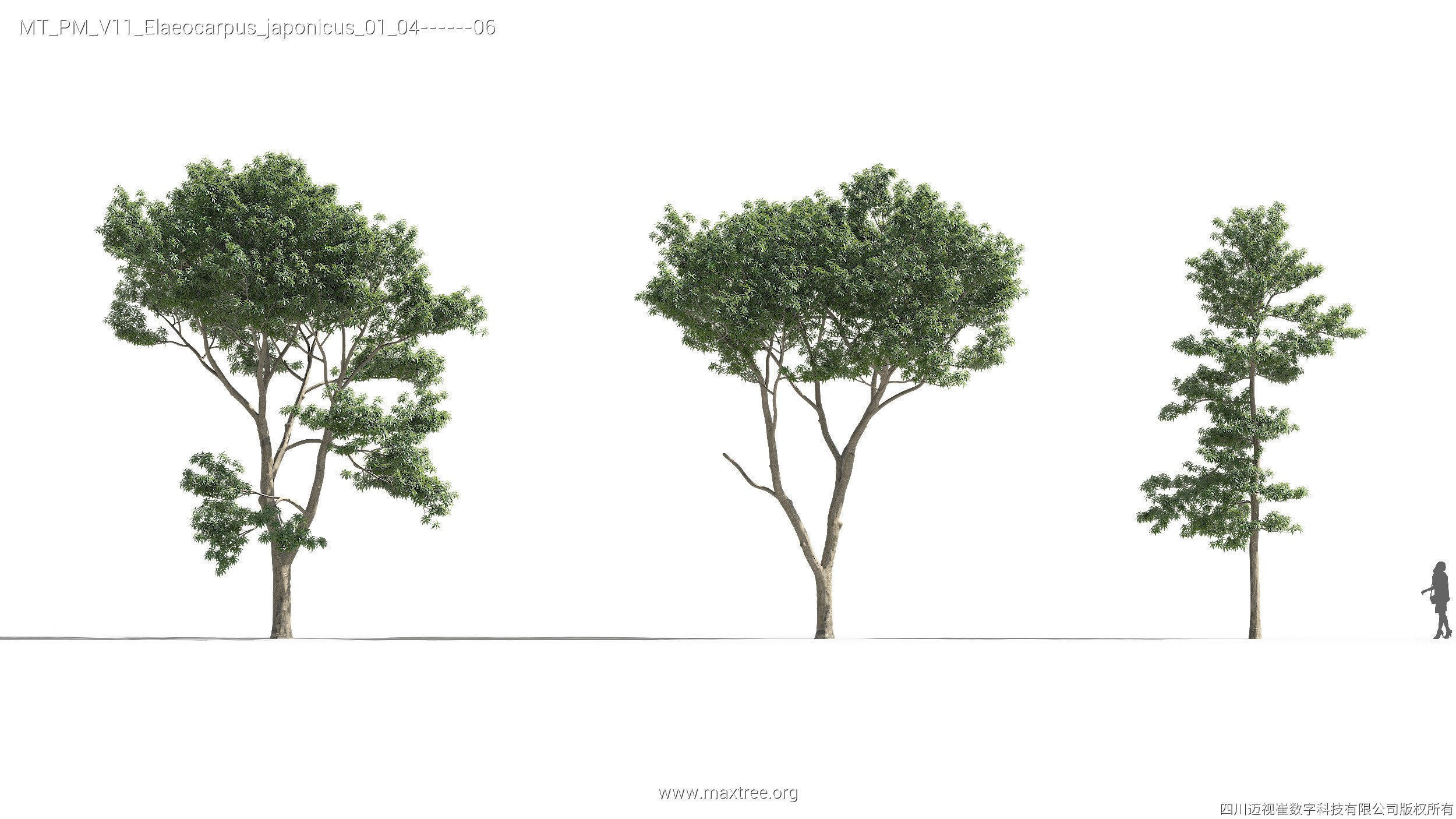 Maxtree Plant Models Vol 11 - Mesh 3D model_16