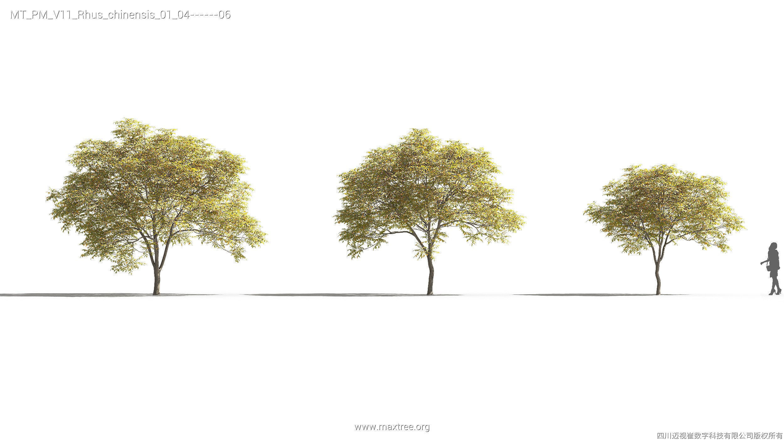 Maxtree Plant Models Vol 11 - Mesh 3D model_24
